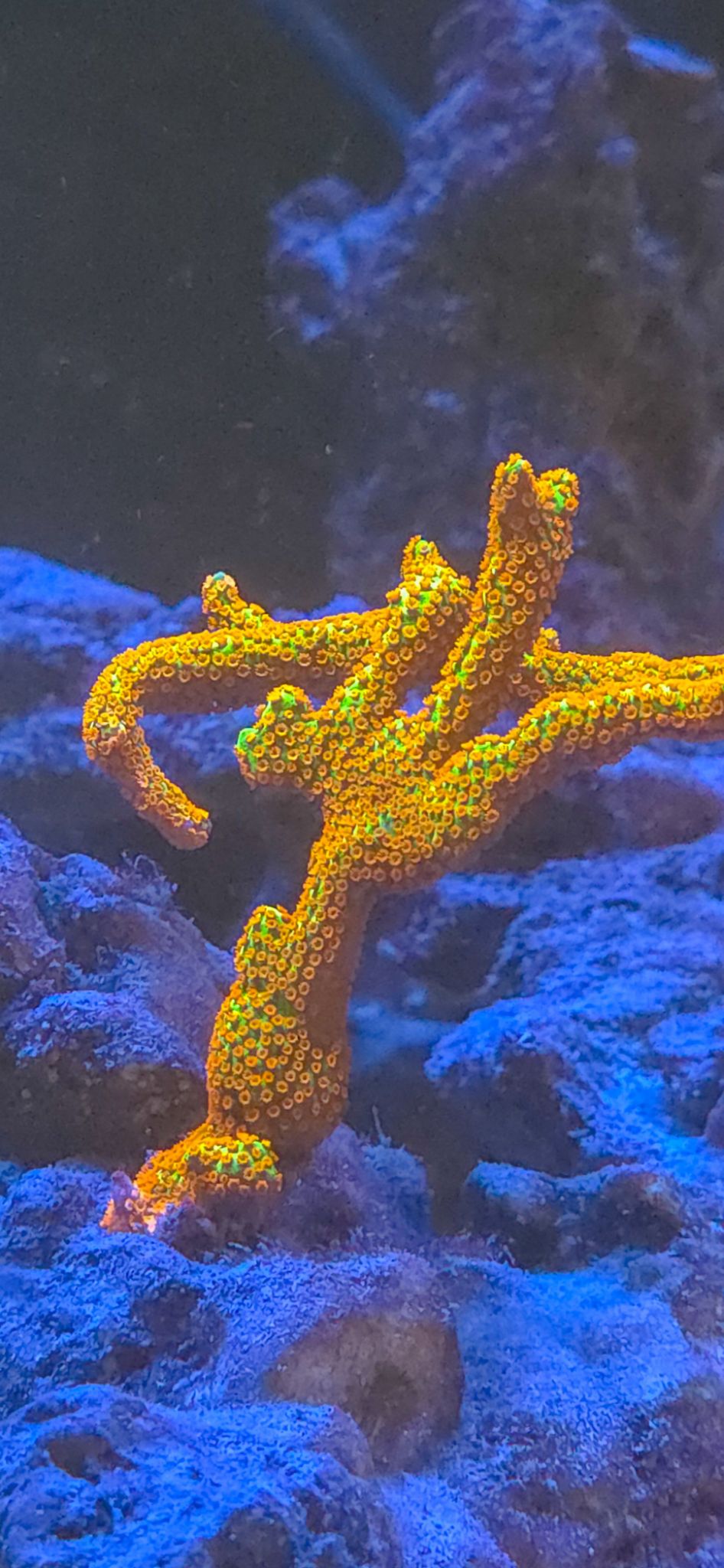 What do you think about these polyp expansion?🪸 Run my tank on Modern... (photo 4)