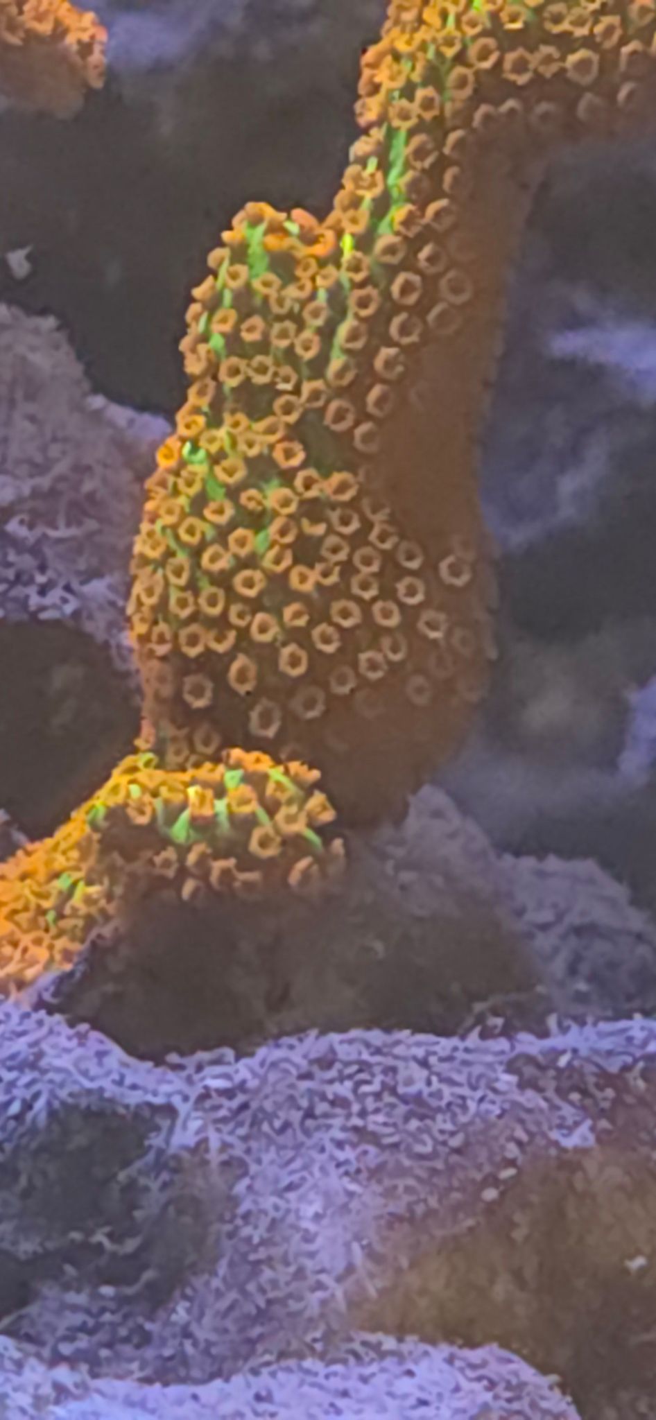 What do you think about these polyp expansion?🪸 Run my tank on Modern... (photo 2)