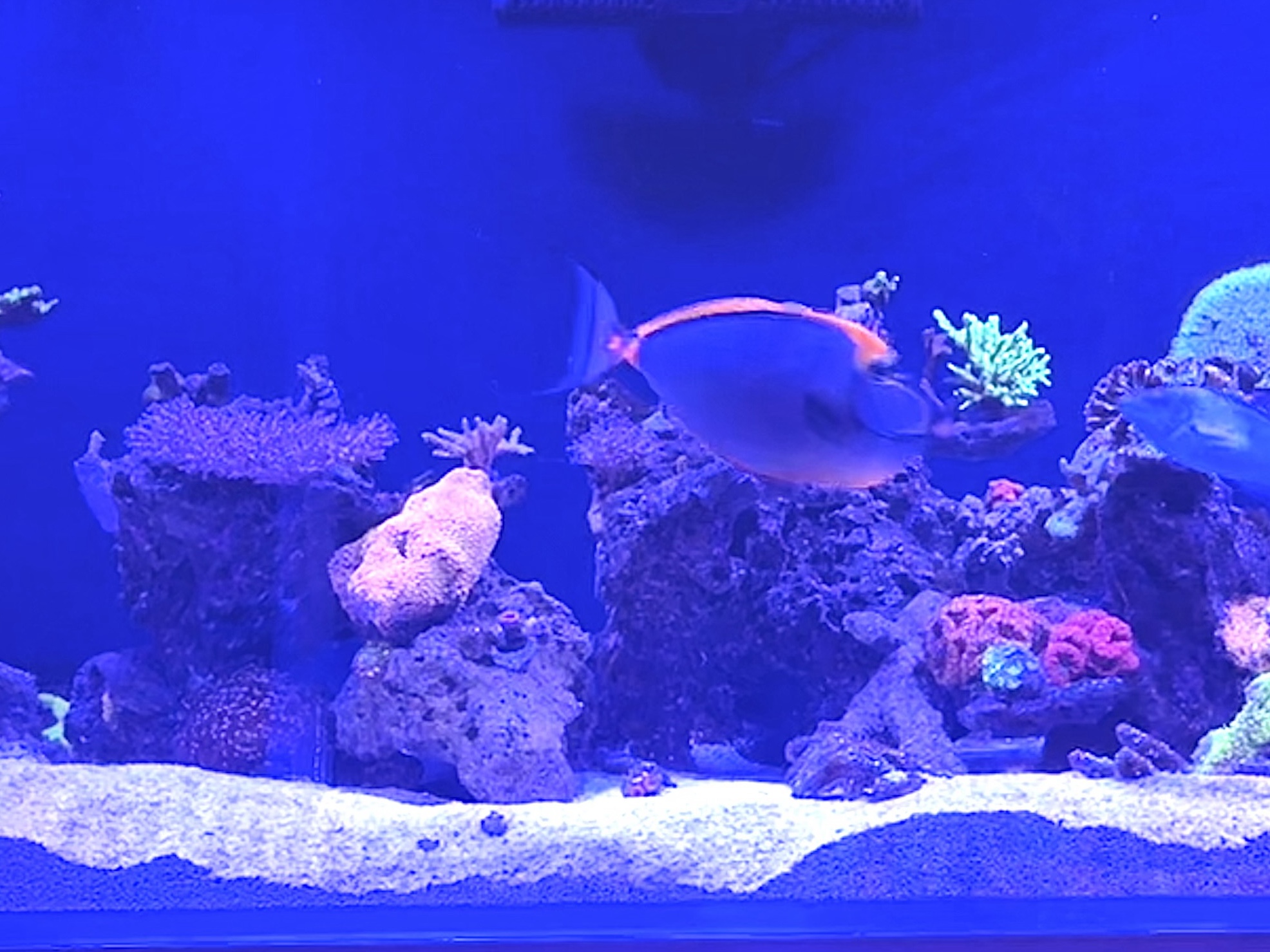 Tank Image