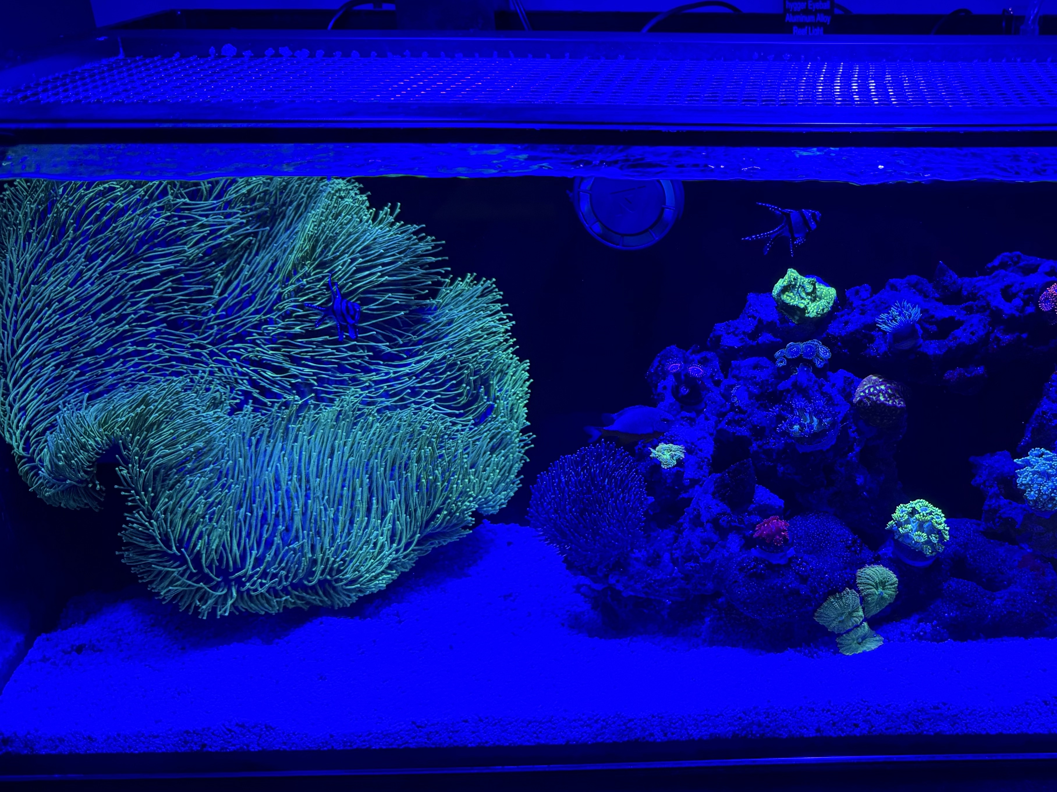 Tank Image