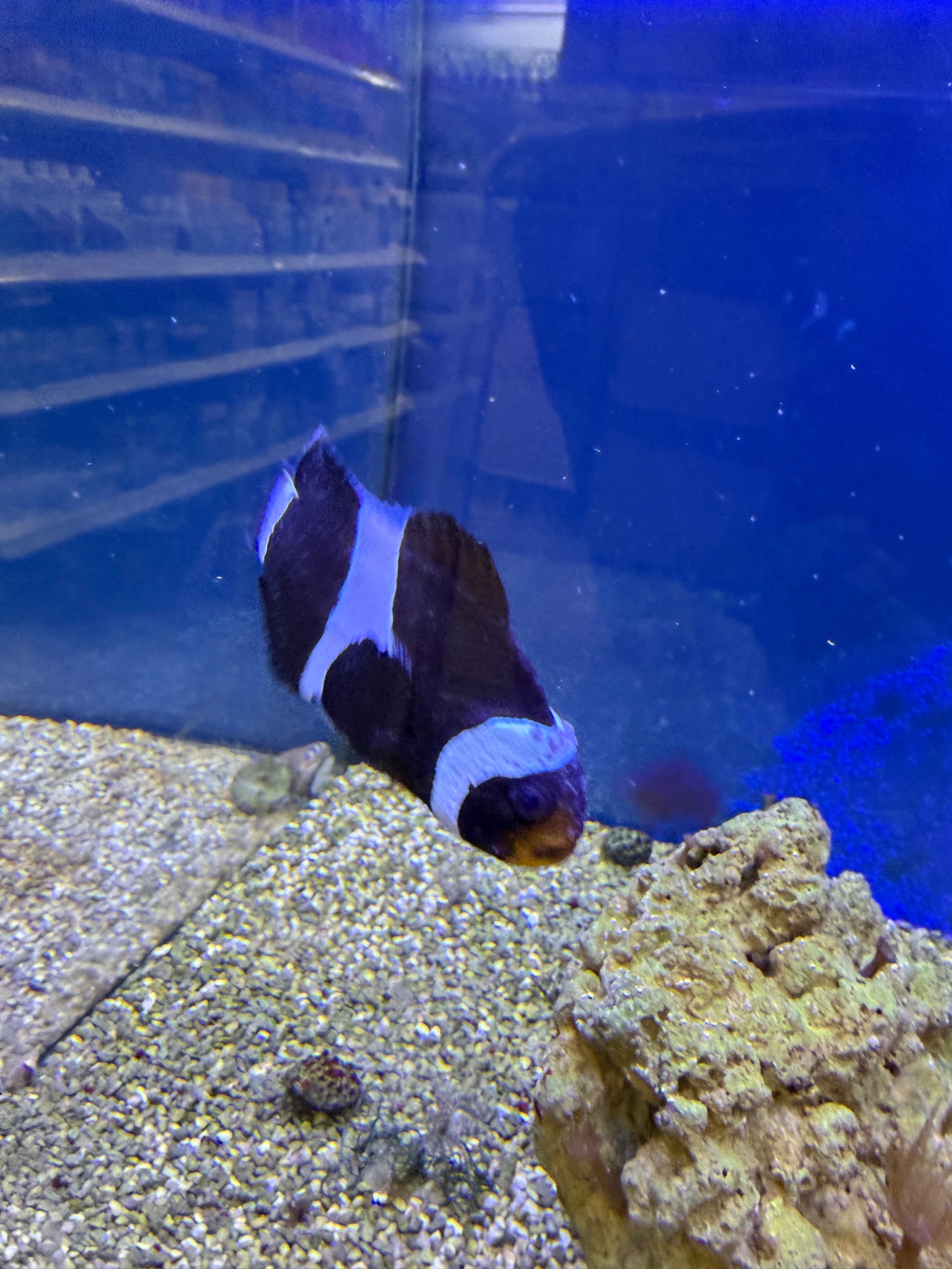 Anyone recognize what’s on this fish? It’s a black clown and a white clown sold as a pair,...