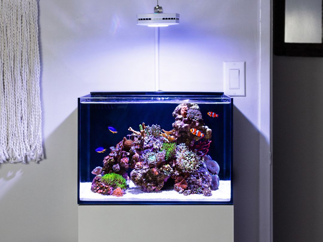 Tank Image