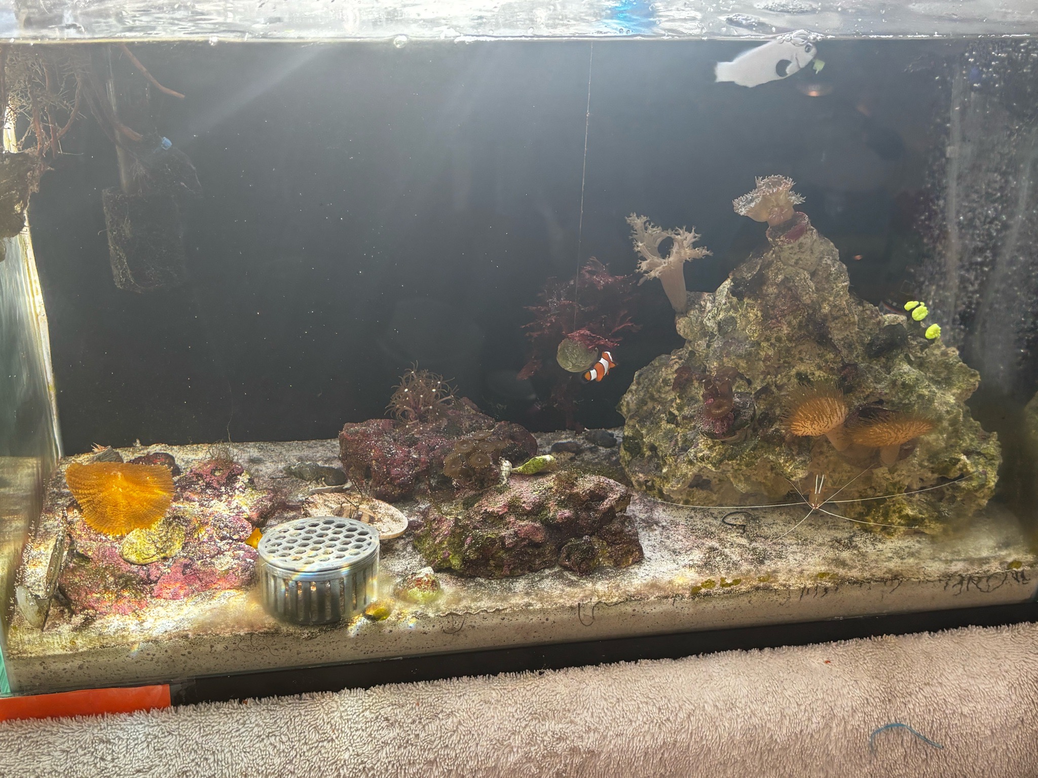 Clownfish cleaner shrimp and leather coral reef update - clownfish, cleaner shrimp, leather coral