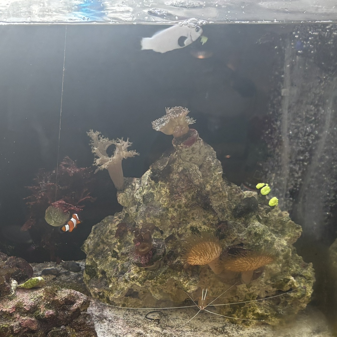 Tank Image