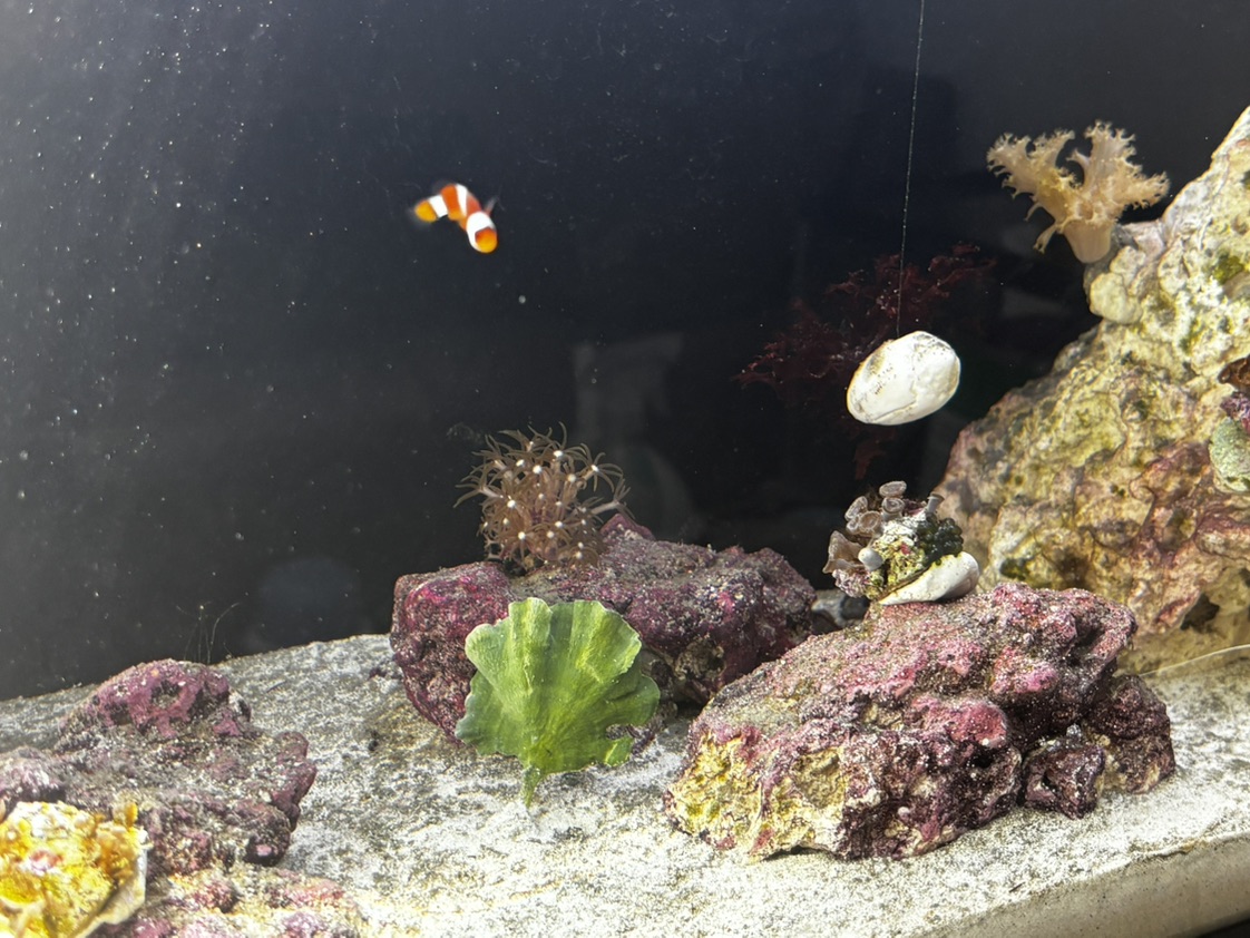 Tank Image