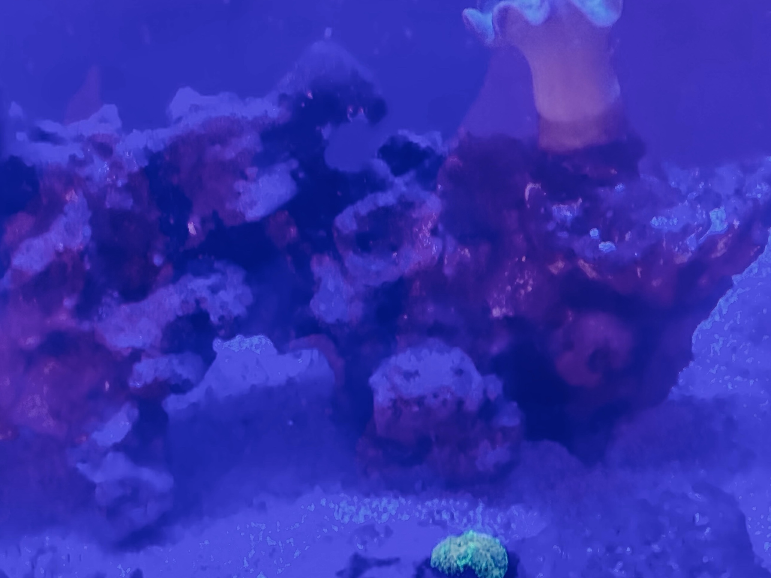 Tank Image