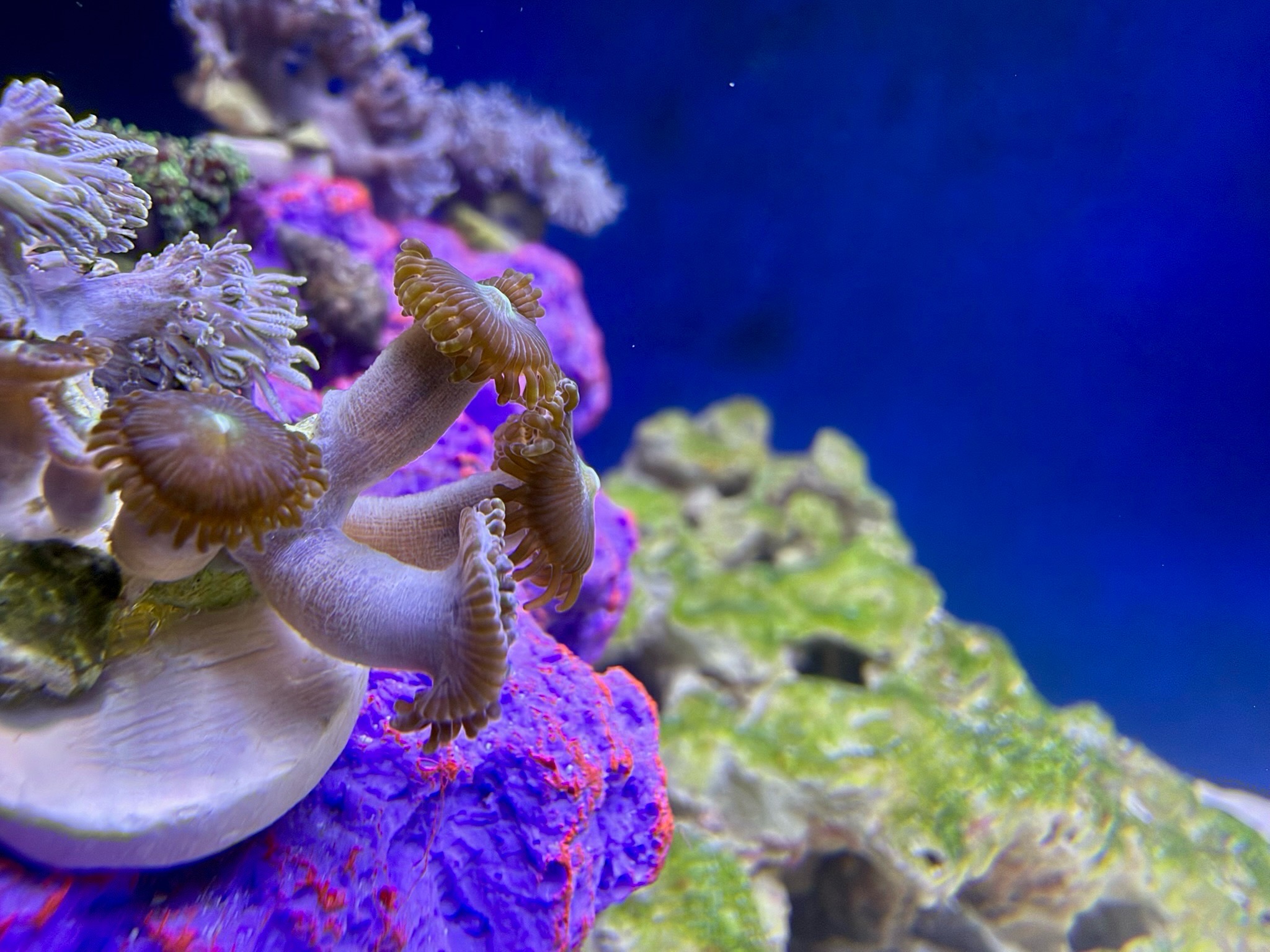 How to identify paly coral in a pulsing Xenia shipment - paly, pulsing Xenia, mushroom coral (photo 3)
