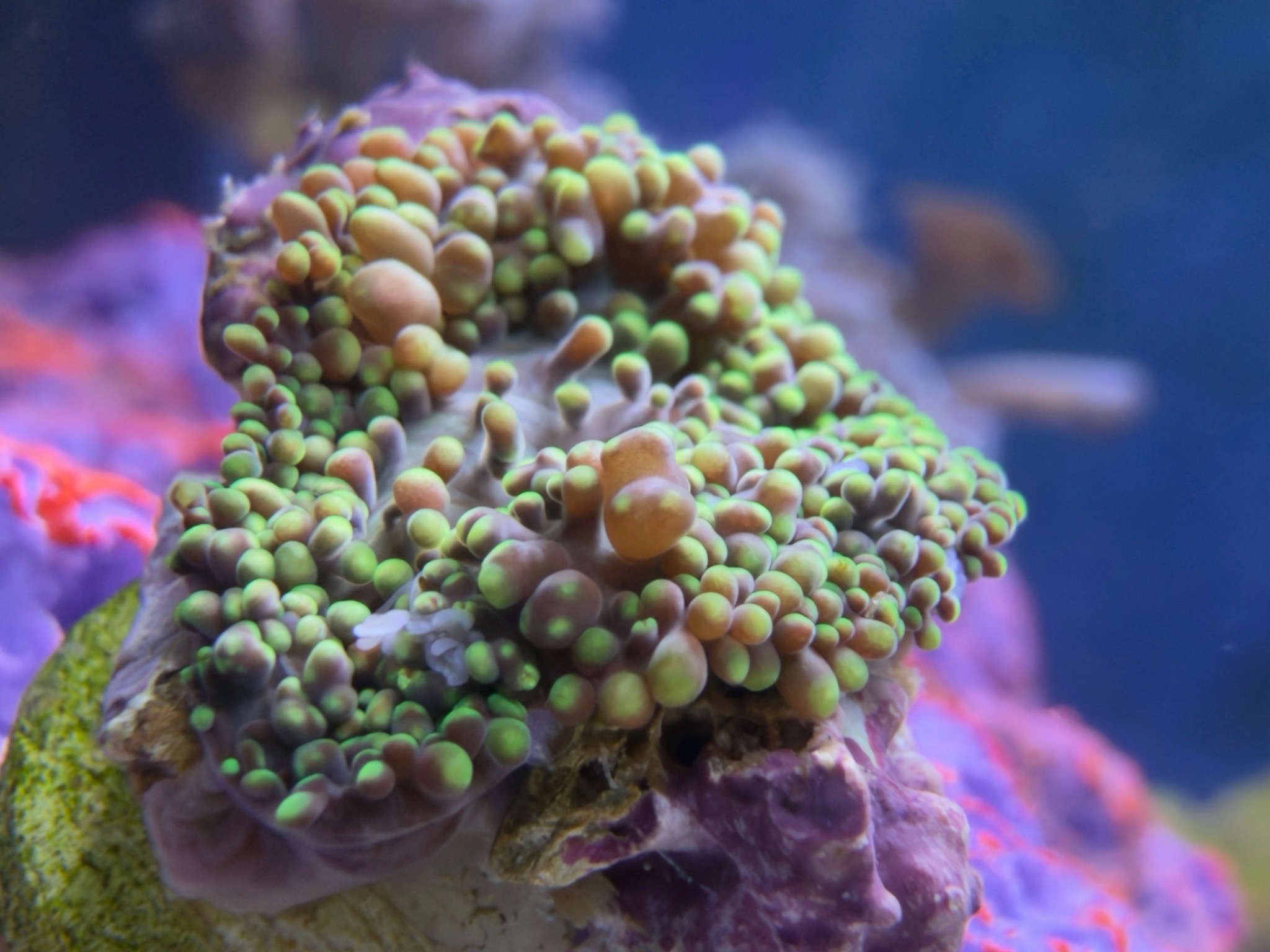 How to identify paly coral in a pulsing Xenia shipment - paly, pulsing Xenia, mushroom coral (photo 5)
