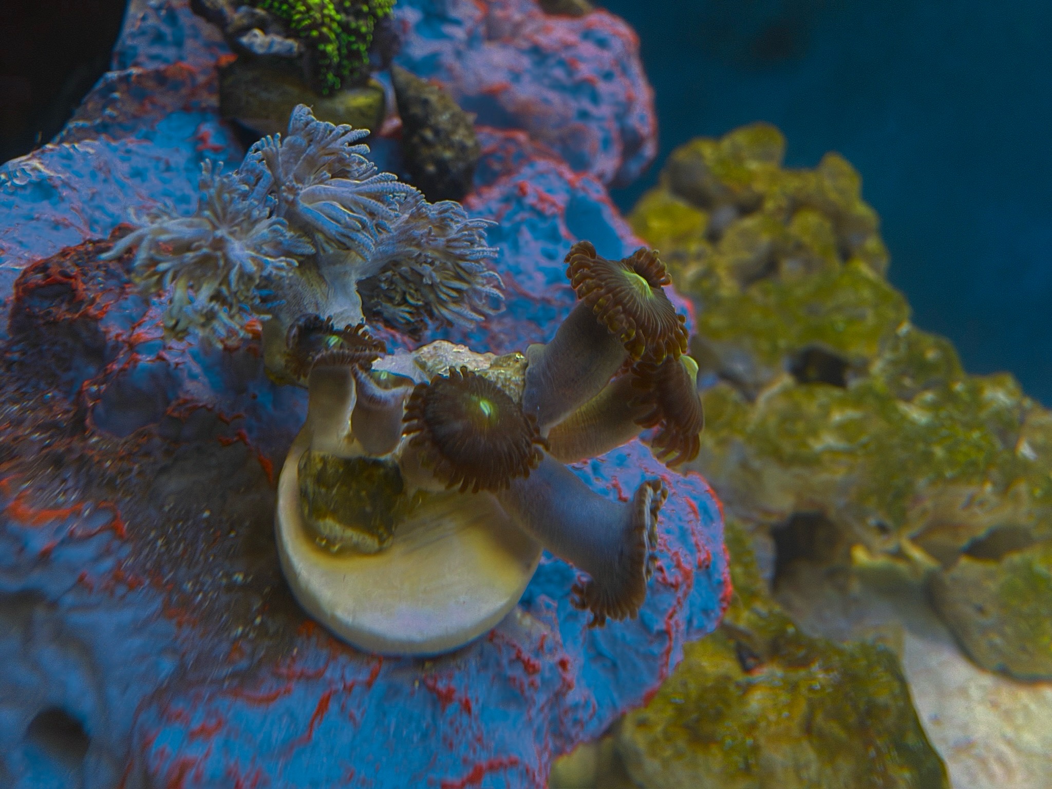 How to identify paly coral in a pulsing Xenia shipment - paly, pulsing Xenia, mushroom coral (photo 4)