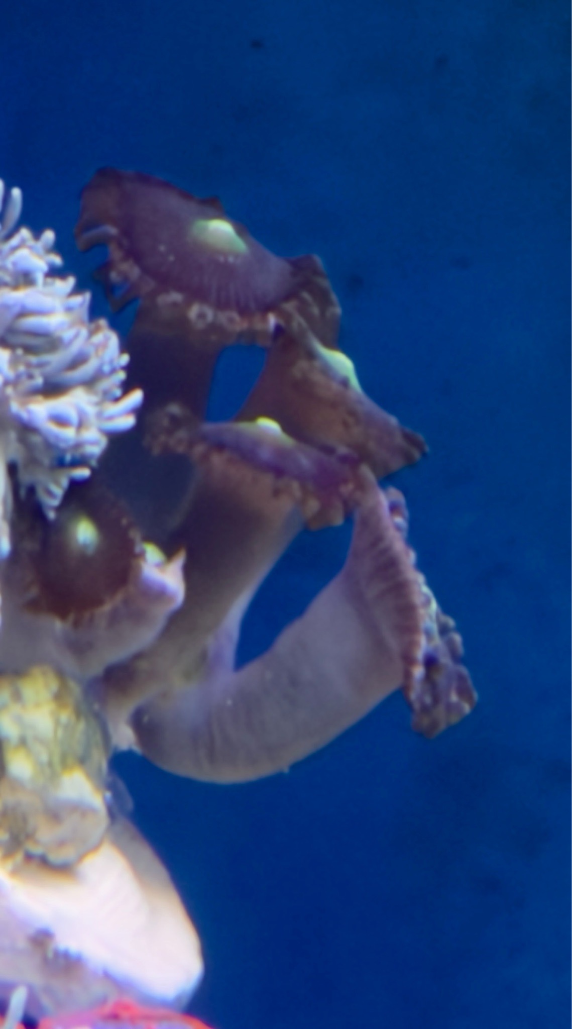How to identify paly coral in a pulsing Xenia shipment - paly, pulsing Xenia, mushroom coral