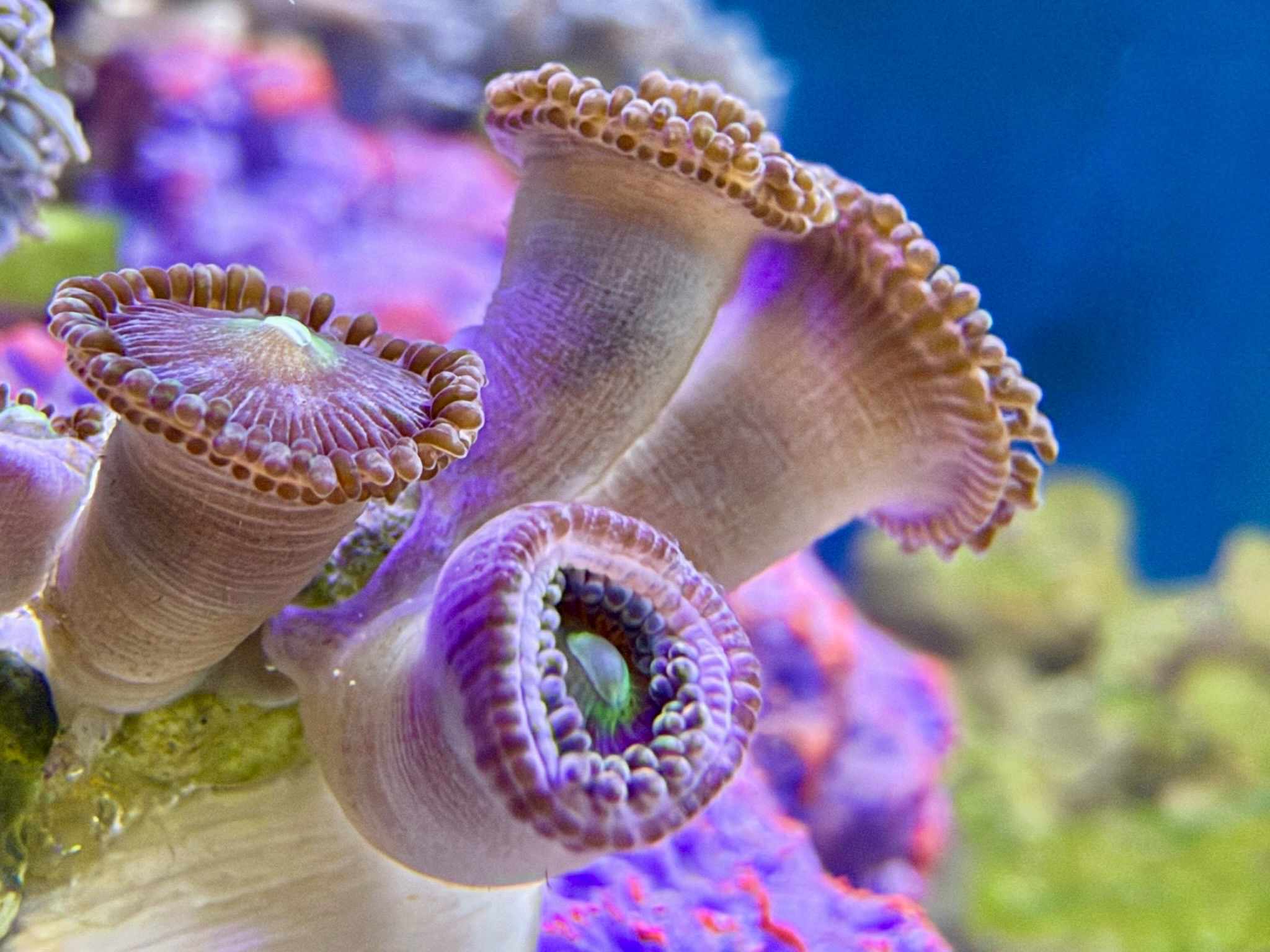 How to identify paly coral in a pulsing Xenia shipment - paly, pulsing Xenia, mushroom coral (photo 2)