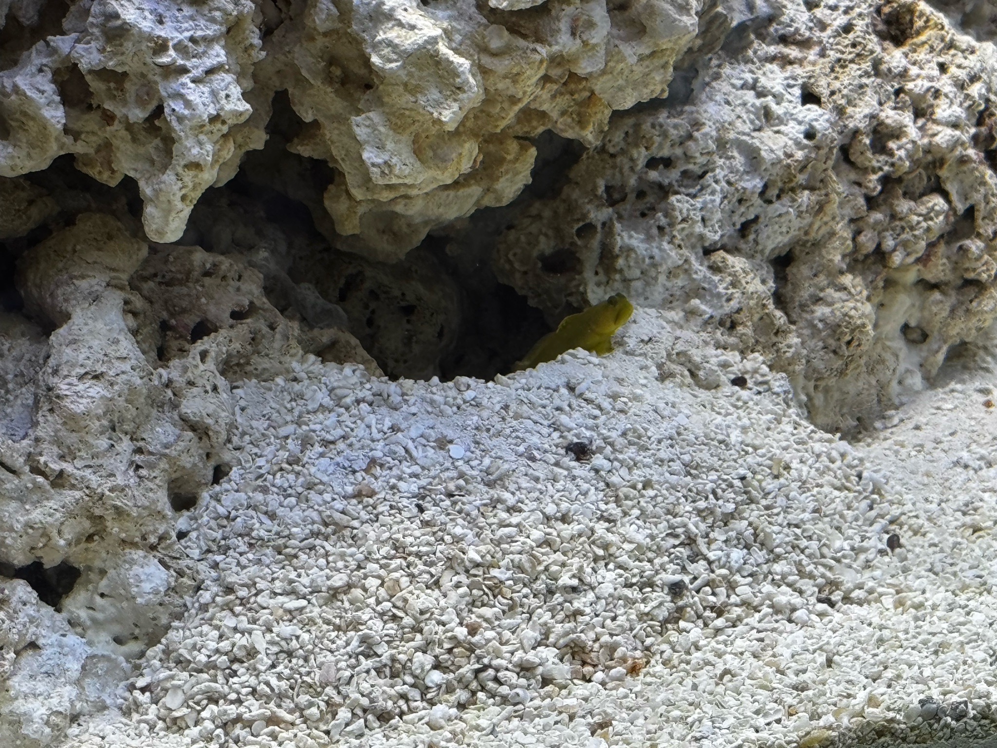 Yellow watchman goby and pistol shrimp in new tank setup - yellow watchman goby, pistol shrimp (photo 3)
