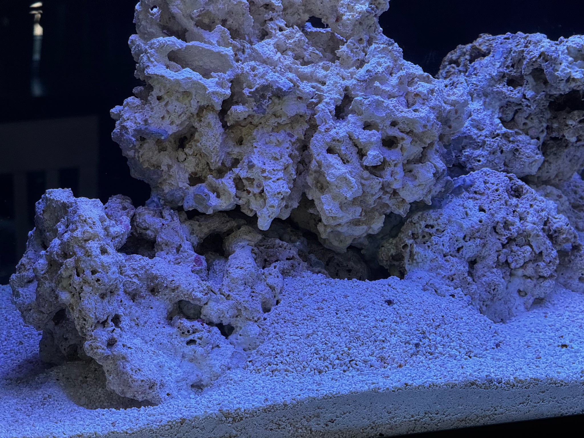 Yellow watchman goby and pistol shrimp in new tank setup - yellow watchman goby, pistol shrimp