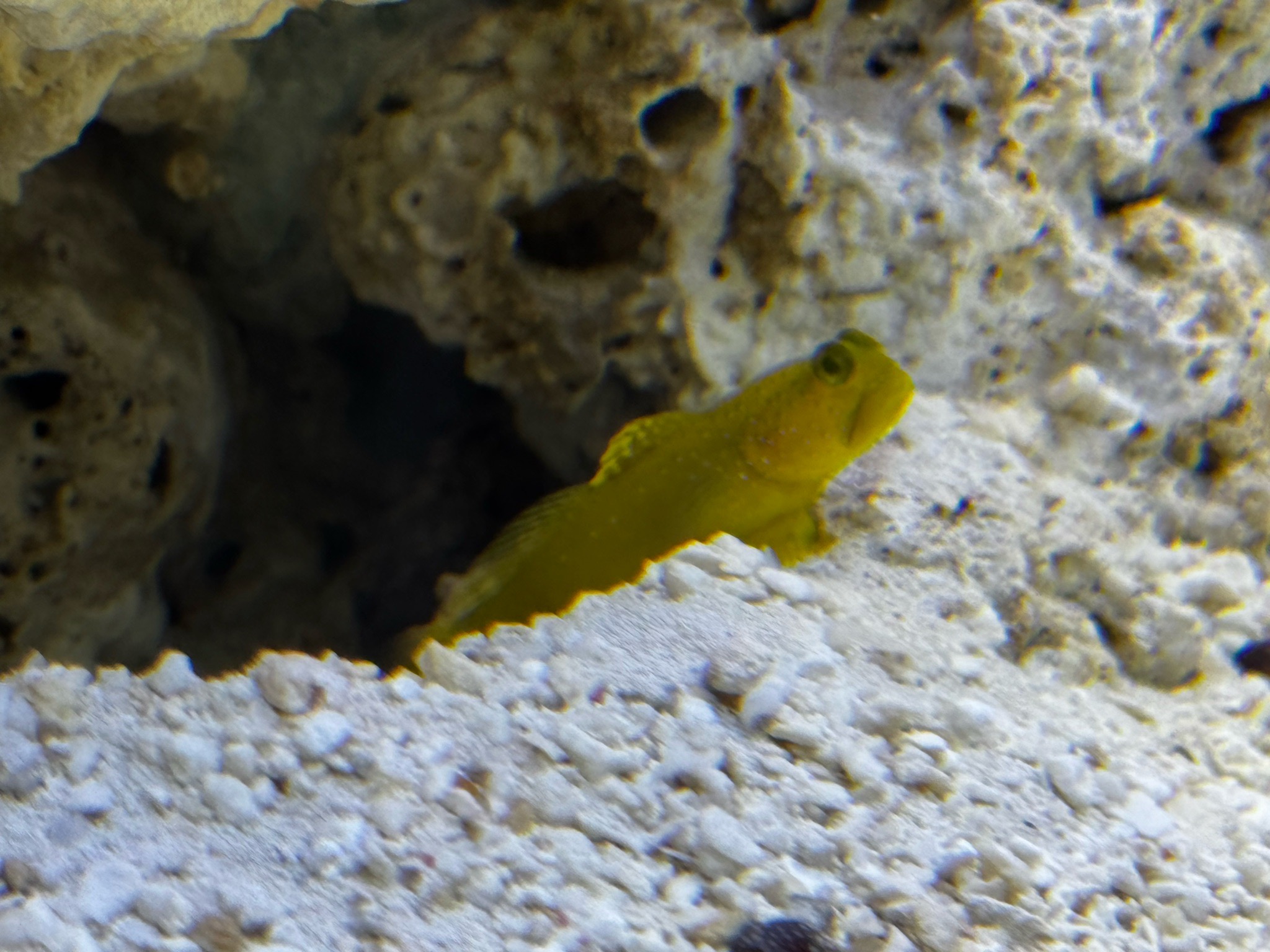 Yellow watchman goby and pistol shrimp in new tank setup - yellow watchman goby, pistol shrimp (photo 2)