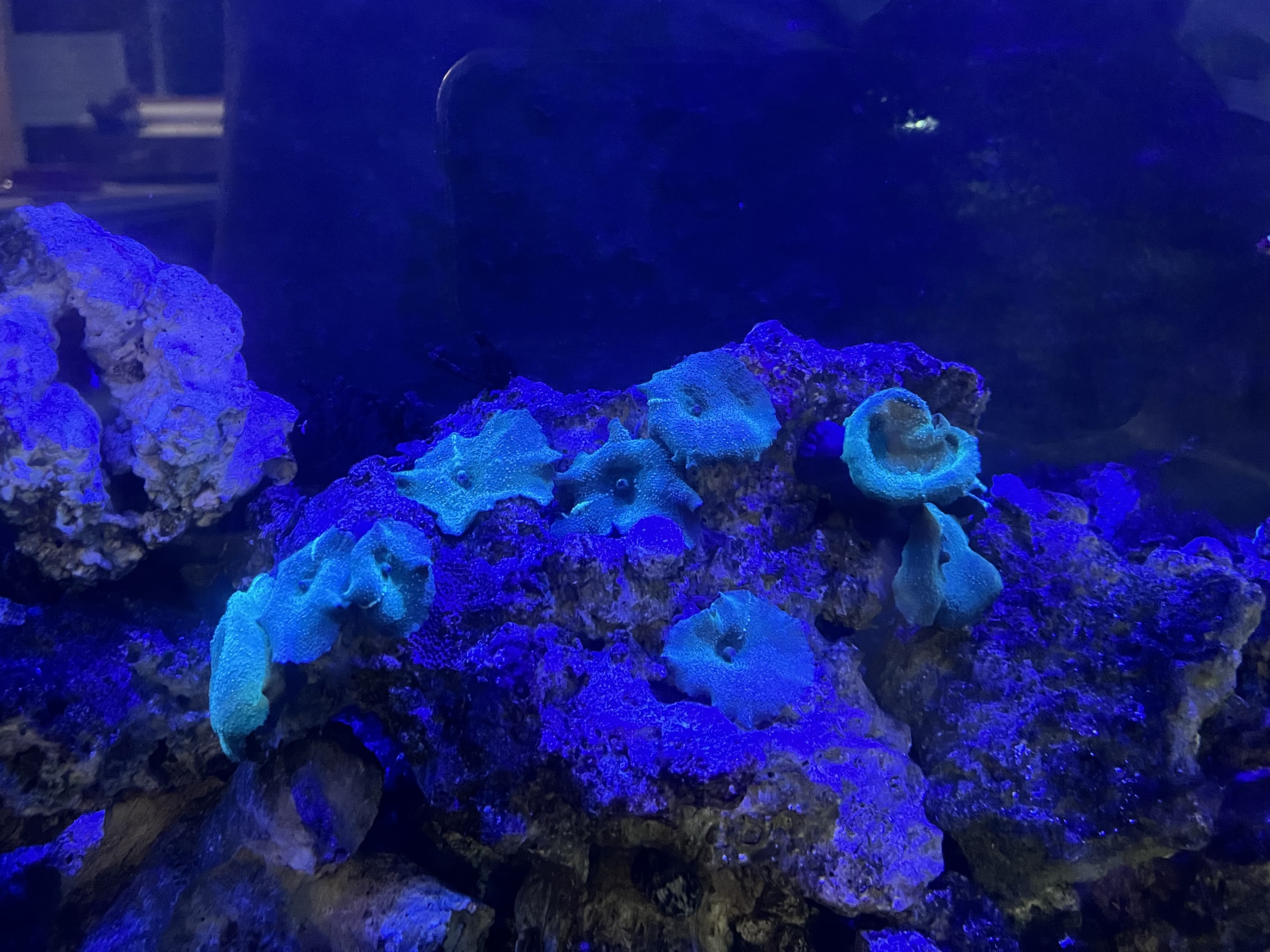 Tank Image