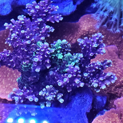 reef_orl