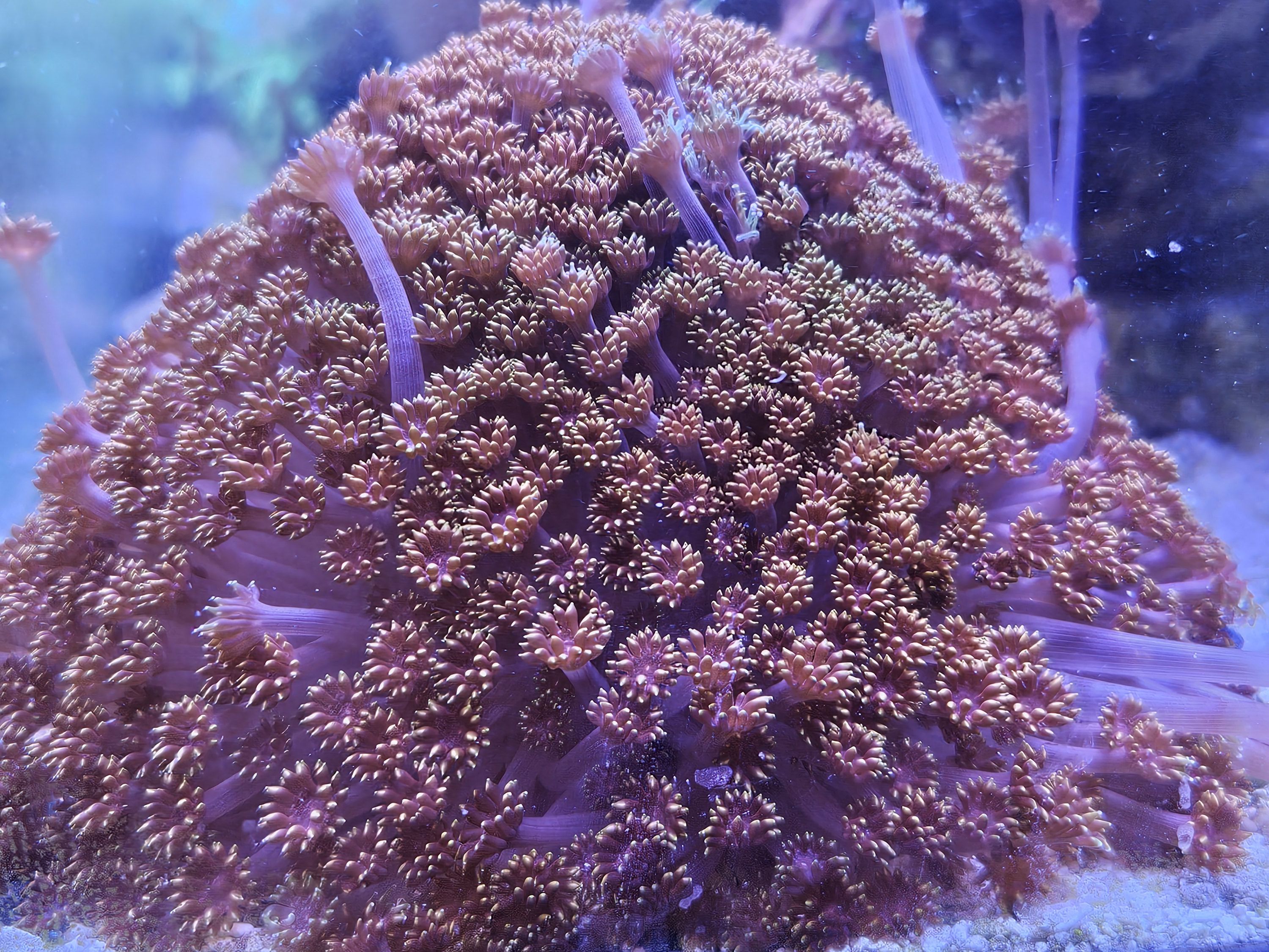 Tank Image