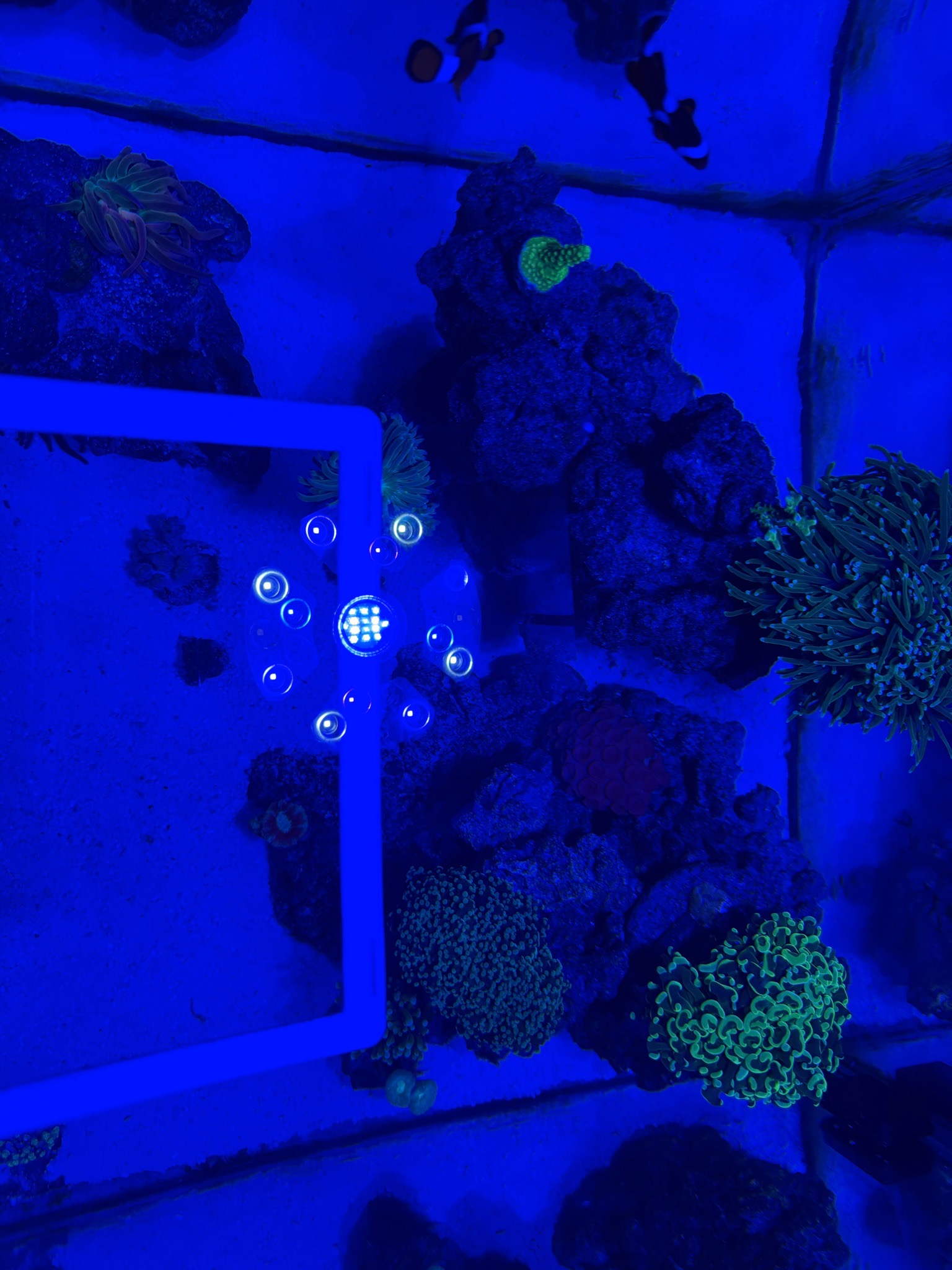 Mi acuario reef de 40 galones hasta ahora, tío los iPhones son malísim... (photo 2)