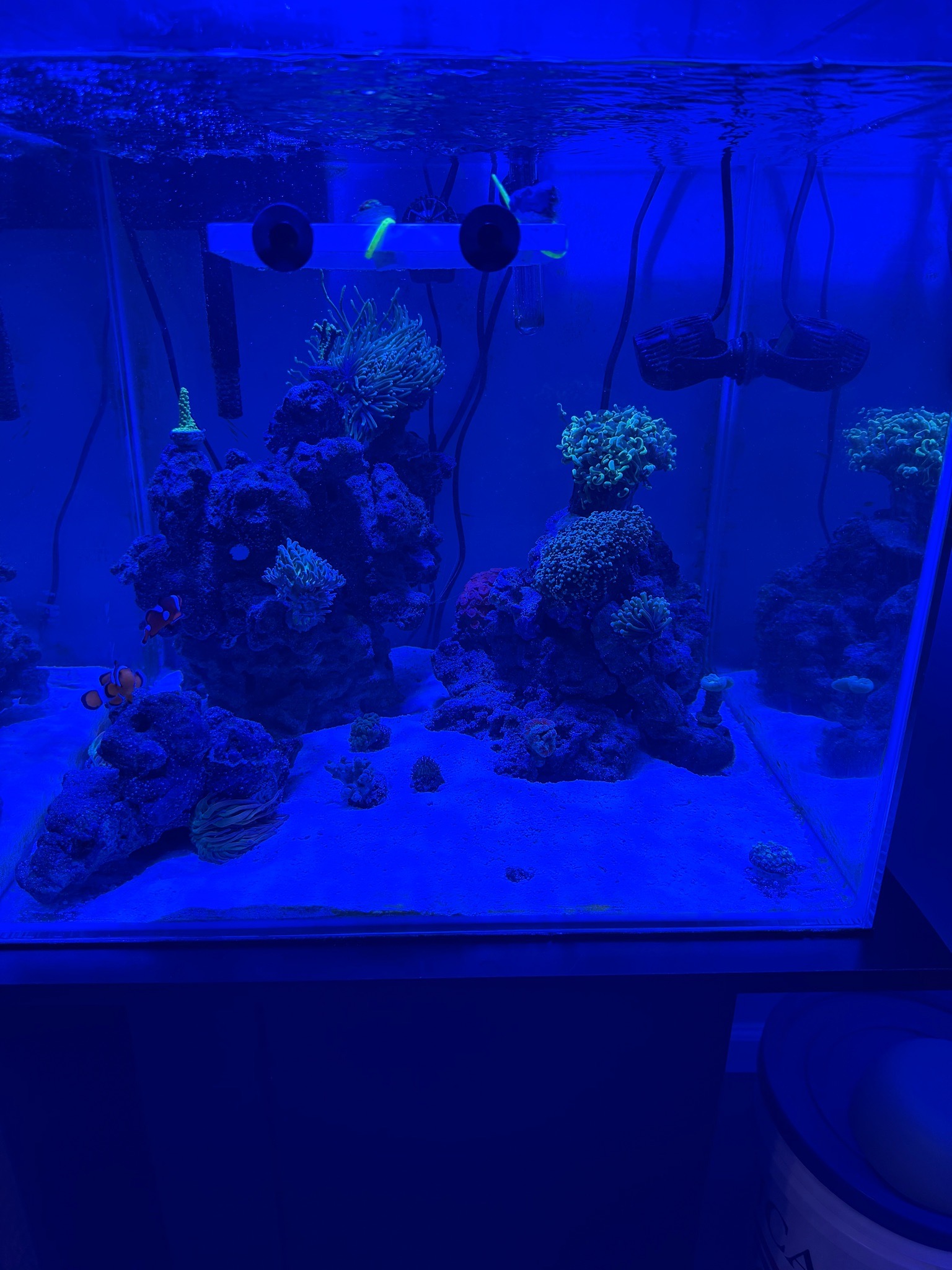 Mi acuario reef de 40 galones hasta ahora, tío los iPhones son malísim...