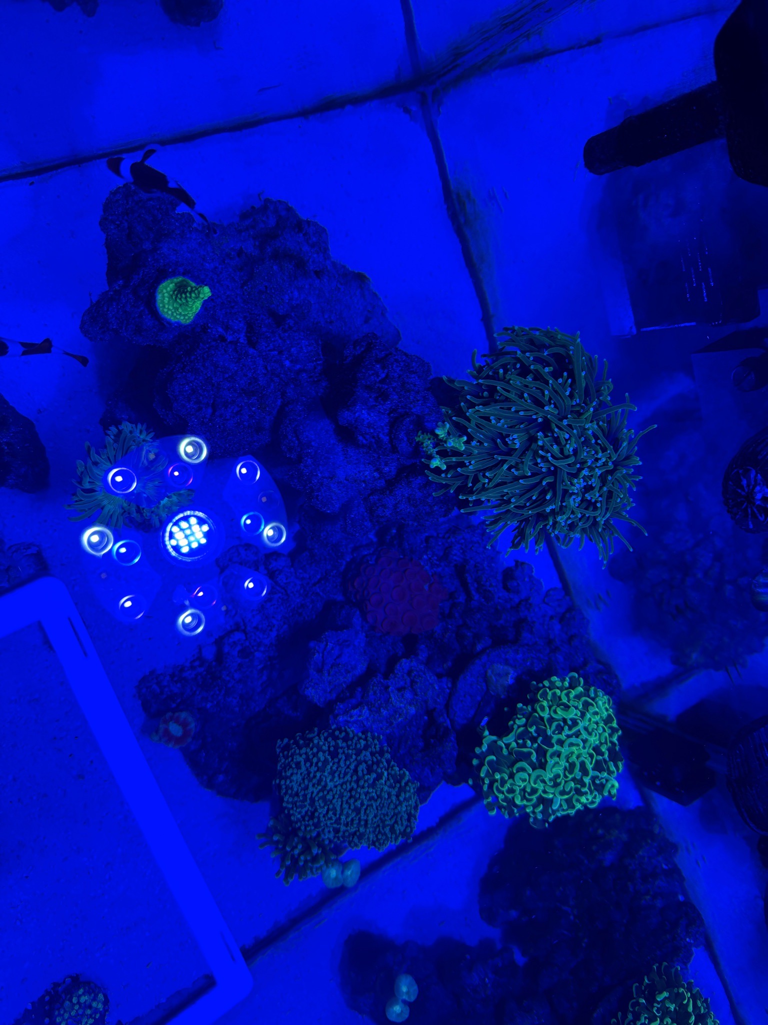 Mi acuario reef de 40 galones hasta ahora, tío los iPhones son malísim... (photo 3)