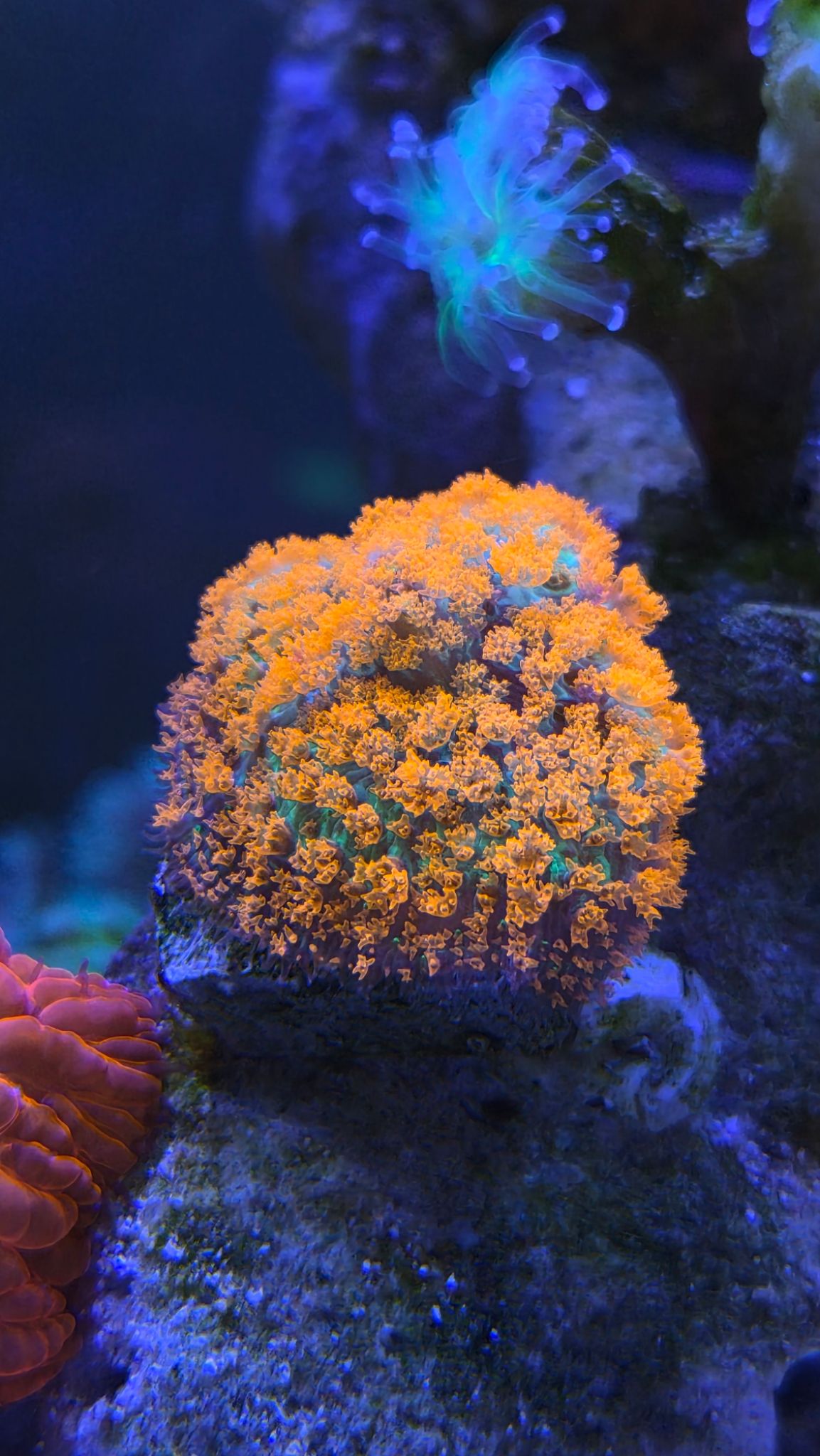 ReefBay post