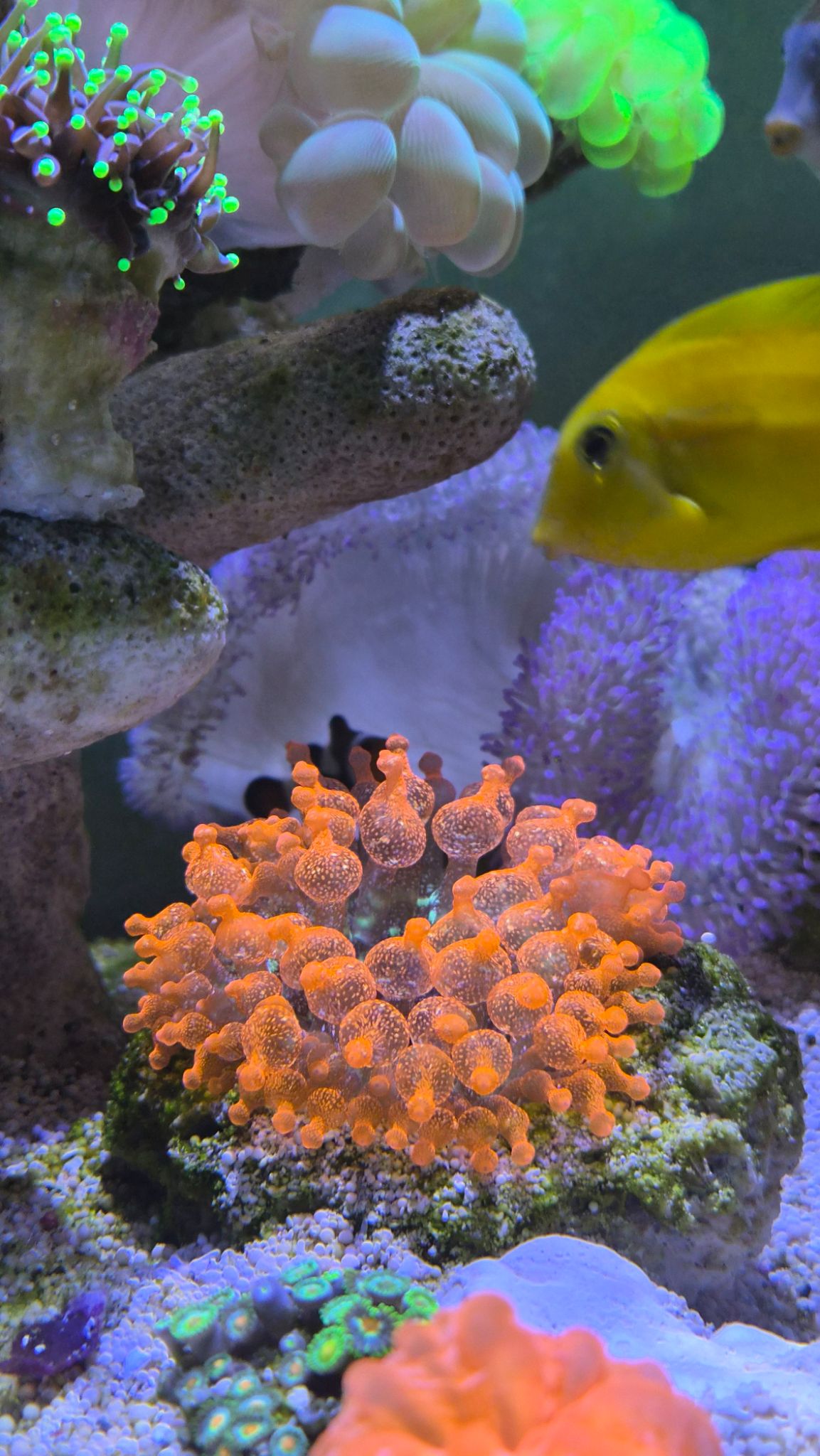 Bubble tip anemone with yellow tang and clownfish in reef tank - Bubble Coral, Bubble Tip Anemone, Yellow Tang