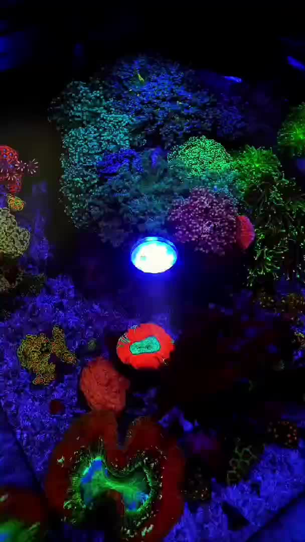 My nano tank 60cm
90 liters