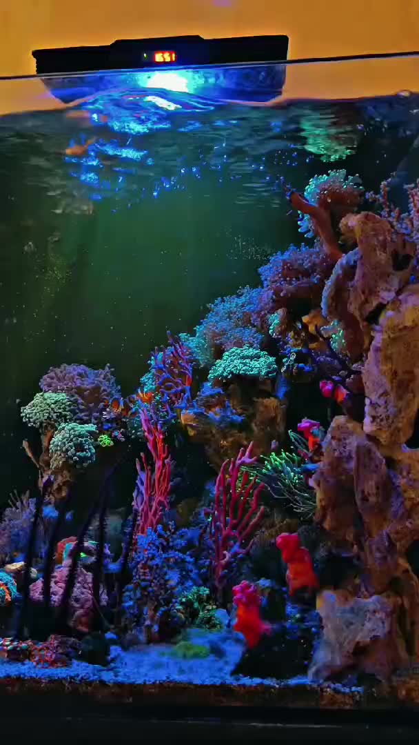 Really love it,the nps corals😍