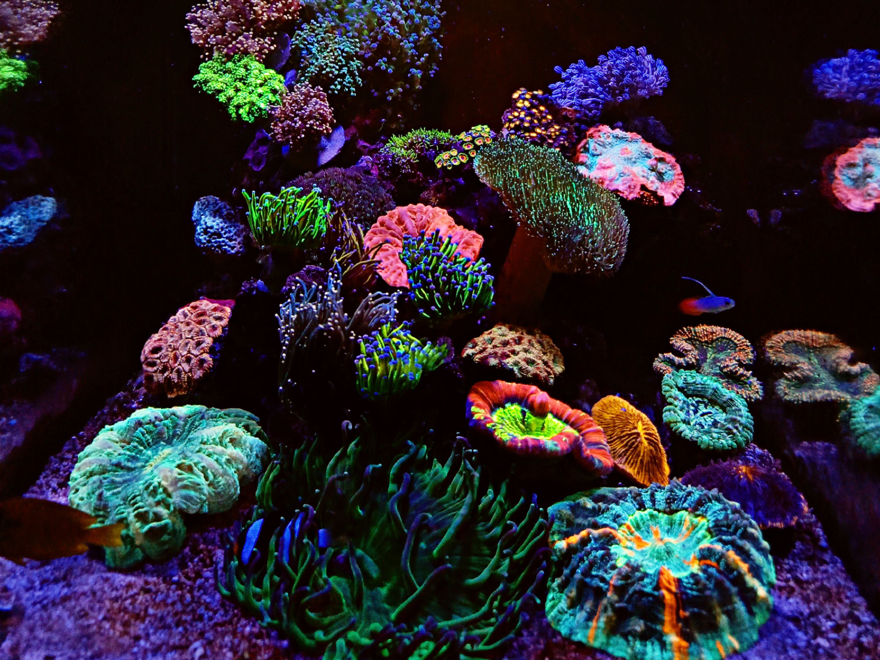 Tank Image