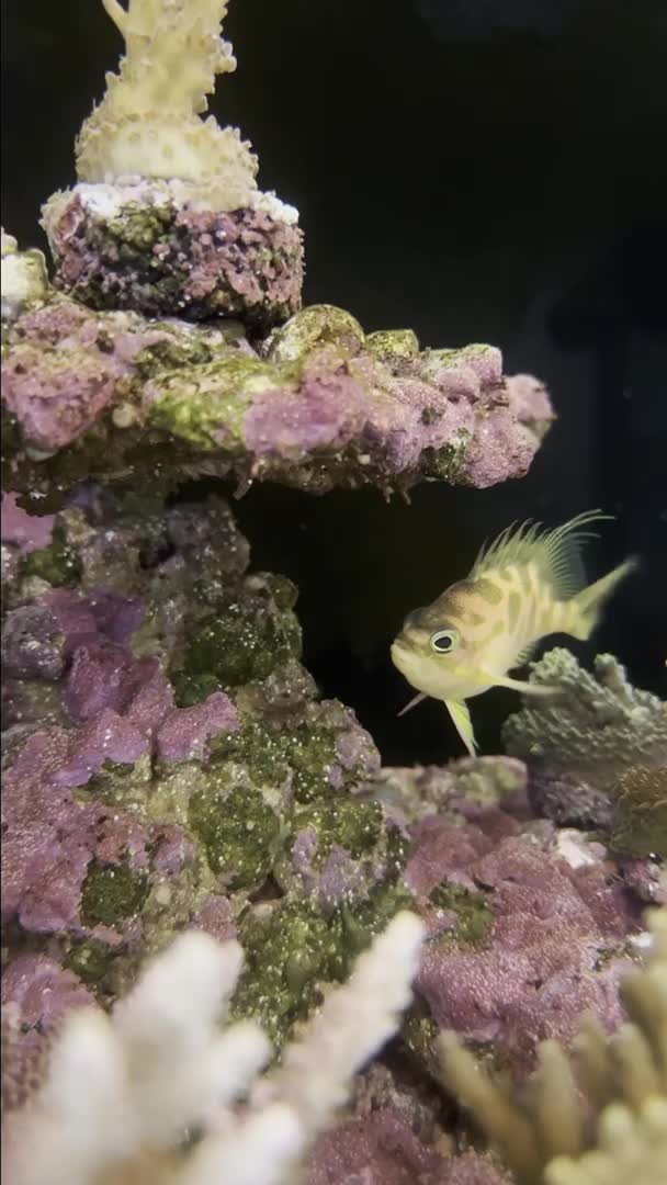 I really love this fish from the first sight😍