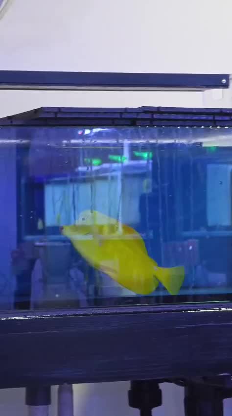 Any idea why this fish swim like this?