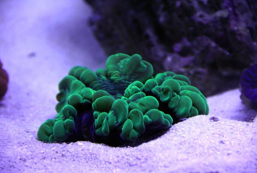 Tank Image