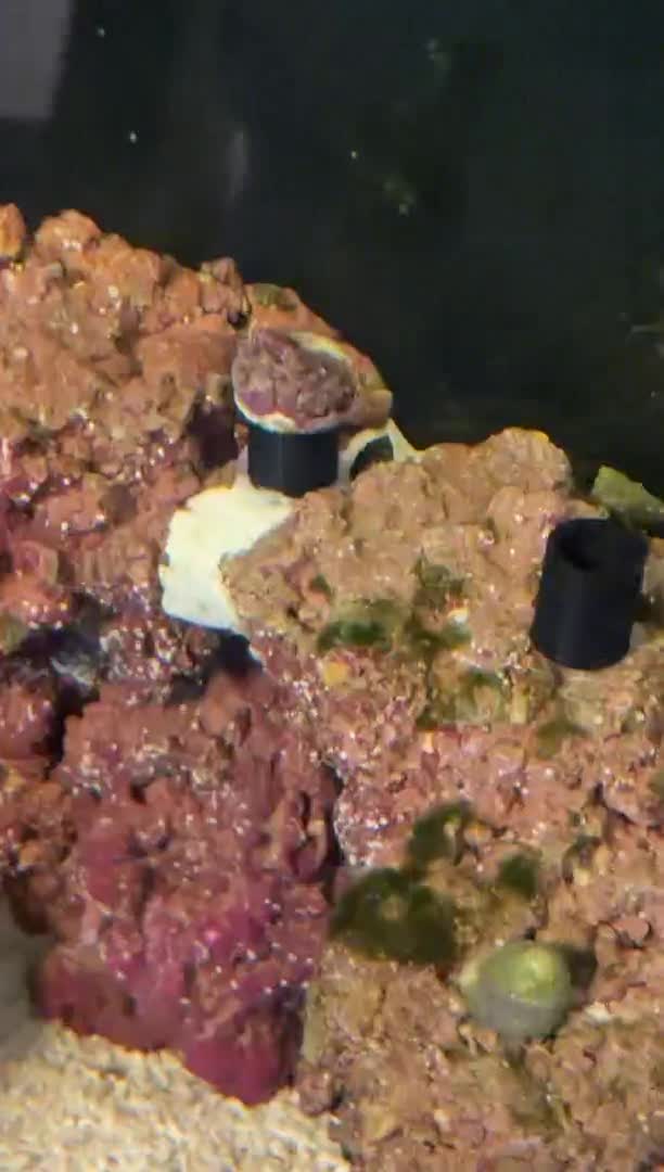 Just introduced some new corals to my tank, I’m guessing it’s pretty normal for a toadstoo...