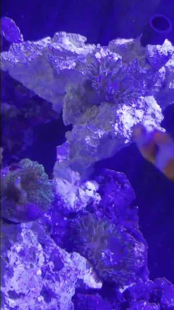 Little update on how the new 75g is doing! Toadstool finally stood up and opened, one of t...