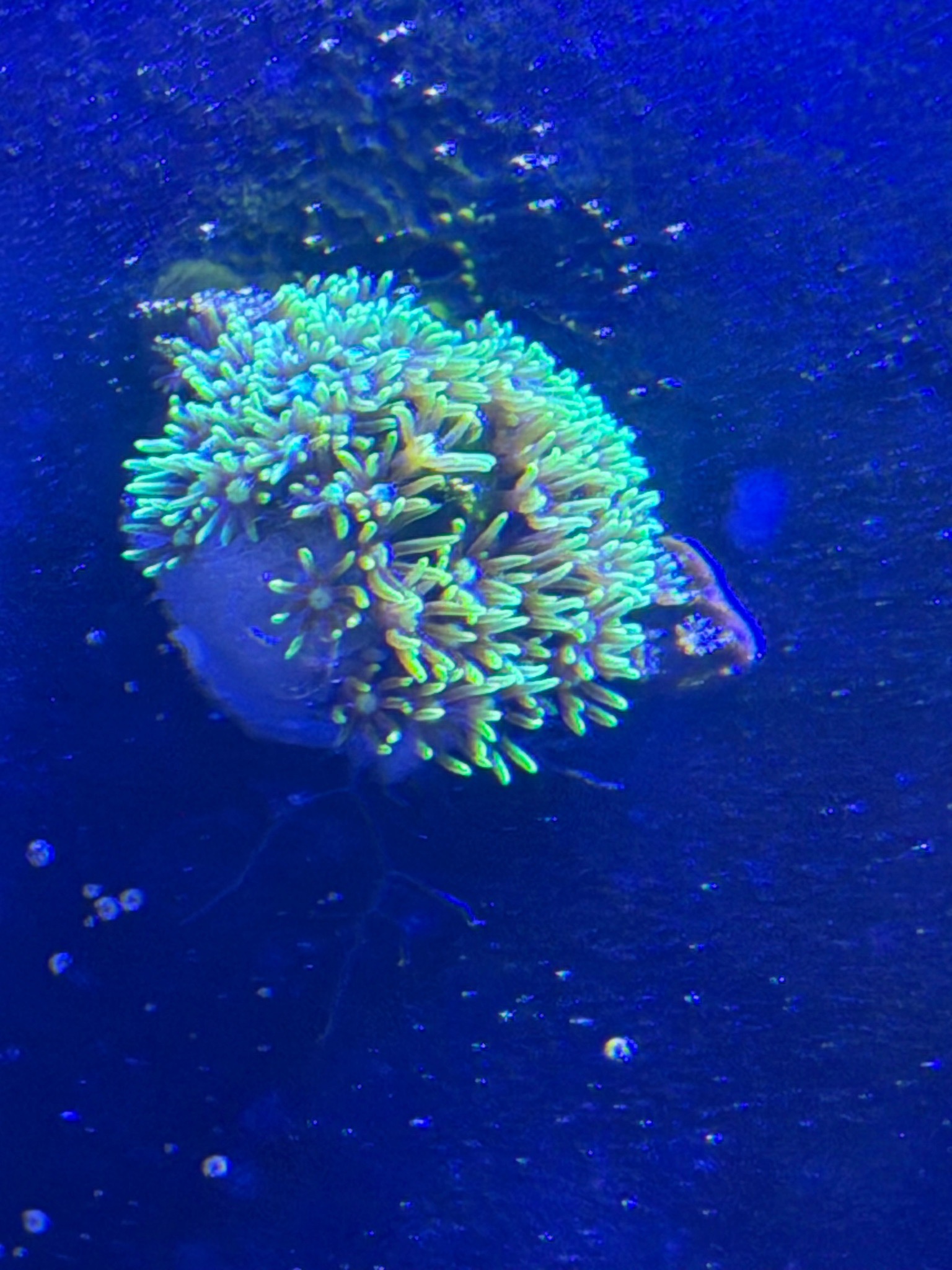 Why is my green star polyp coral losing tissue - Green Star Polyp
