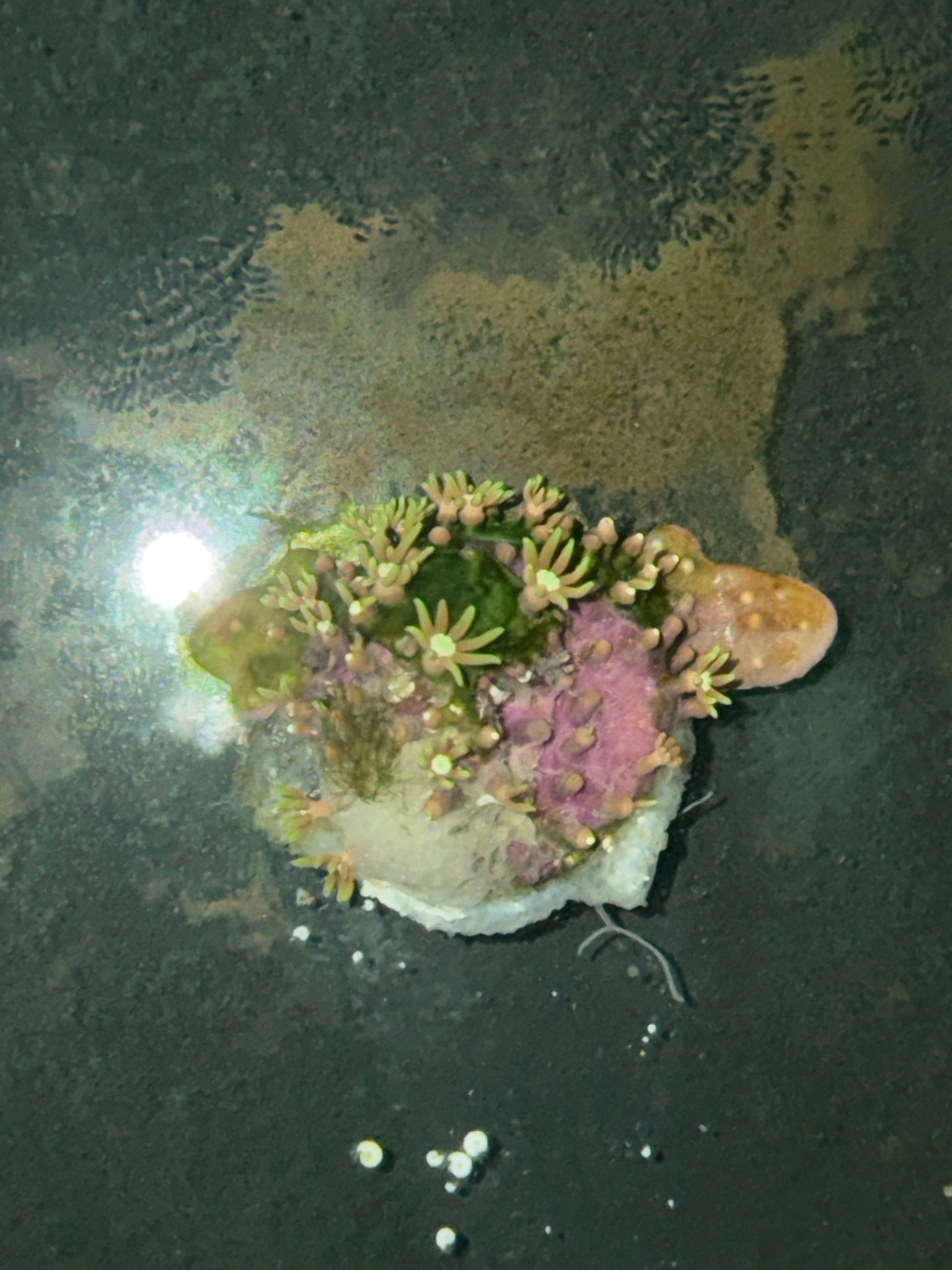 Why is my green star polyp coral losing tissue - Green Star Polyp (photo 2)