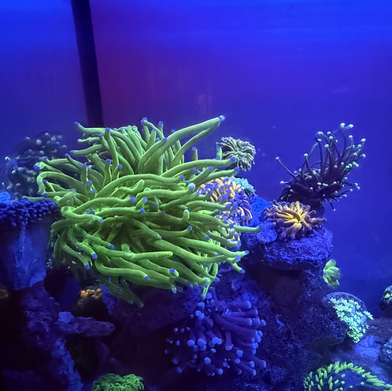 Tank Image