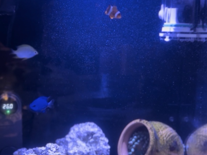 Tank Image