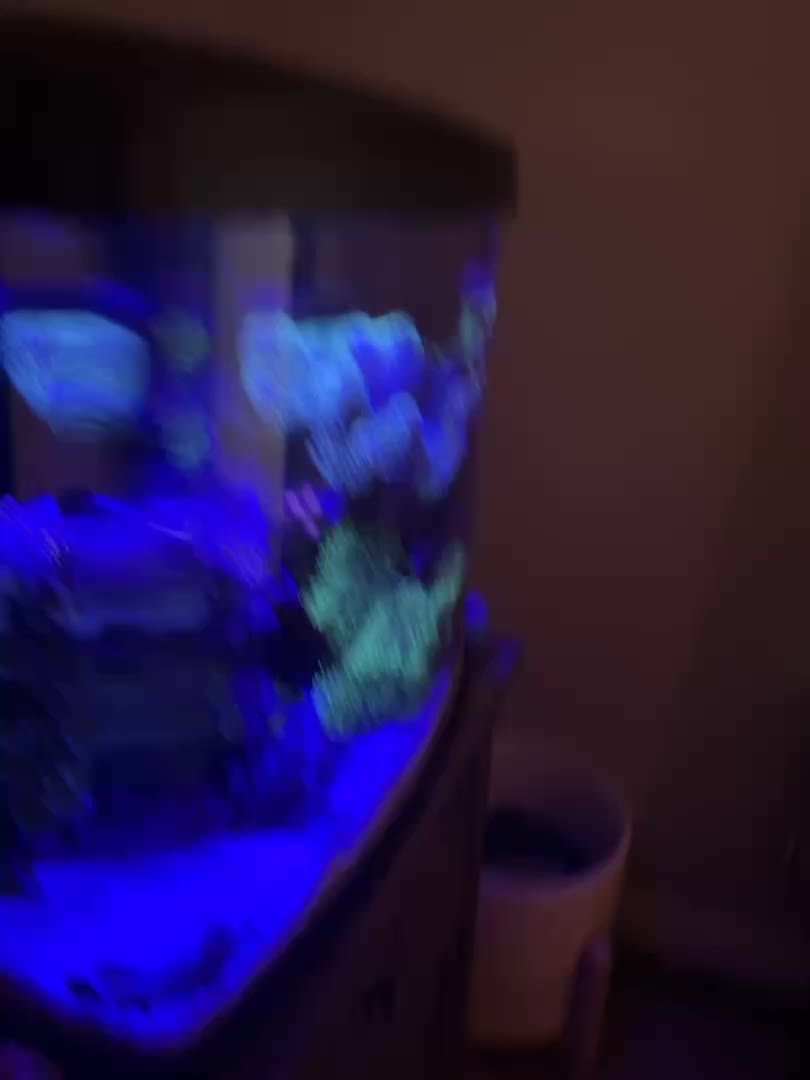 Not bad , not bad. After months of fighting red algae , the tank is thriving