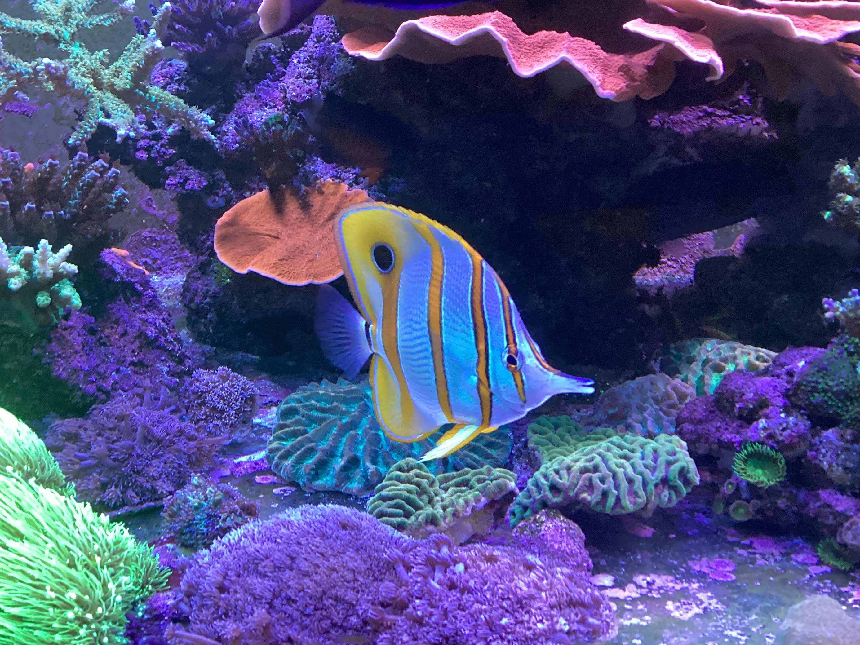 Tank Image