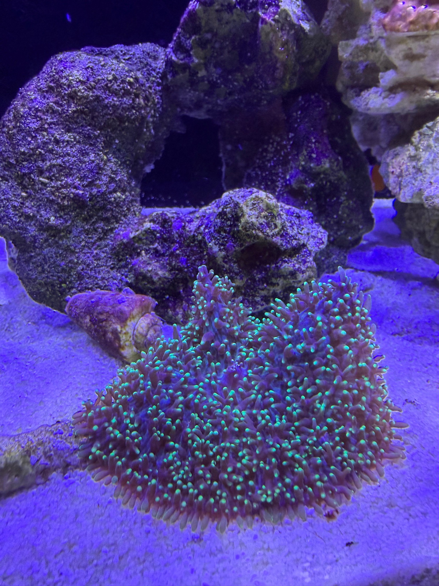 Almost a week of the Hairy Green Mushroom in the tank. 

Looking happy in the daytime, clo...