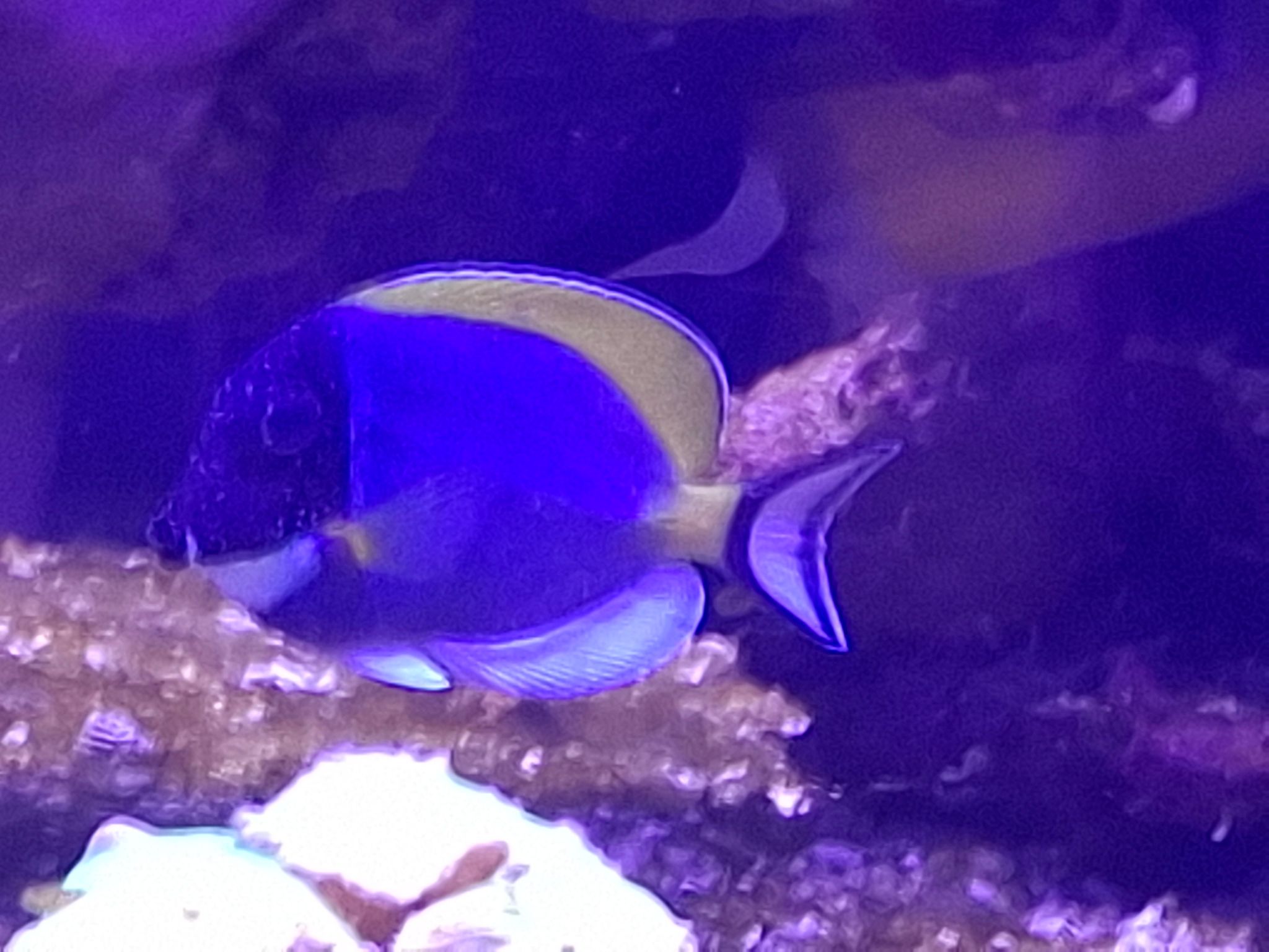 Does my blue tang have ick symptoms - Blue Tang (photo 2)