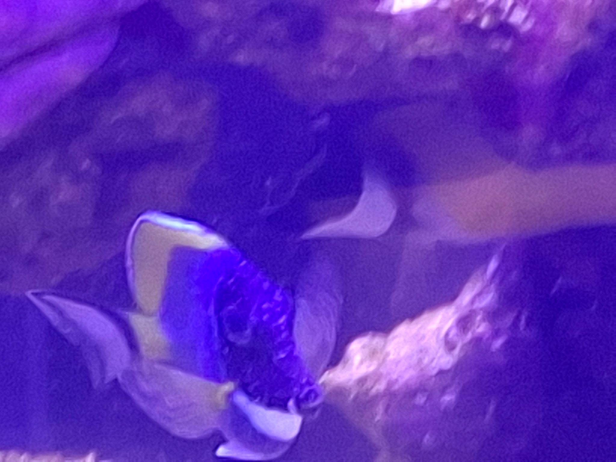 Does my blue tang have ick symptoms - Blue Tang (photo 3)