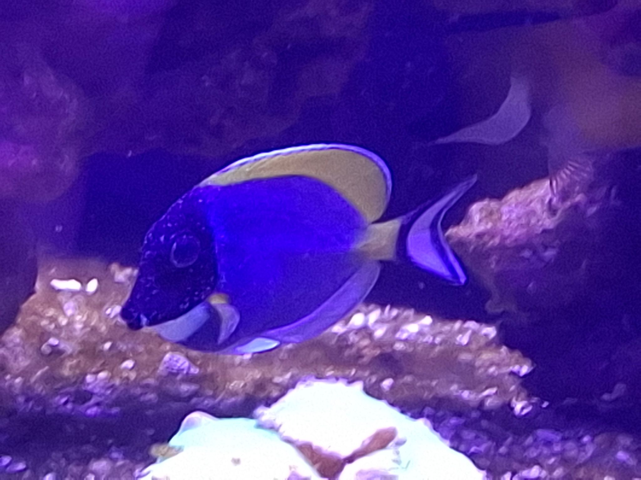 Does my tang have ick?