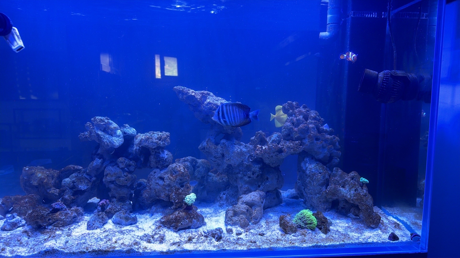 How to handle aggressive selfyn tango fish in 360l aquarium - selfyn tango, yellow tang, clownfish