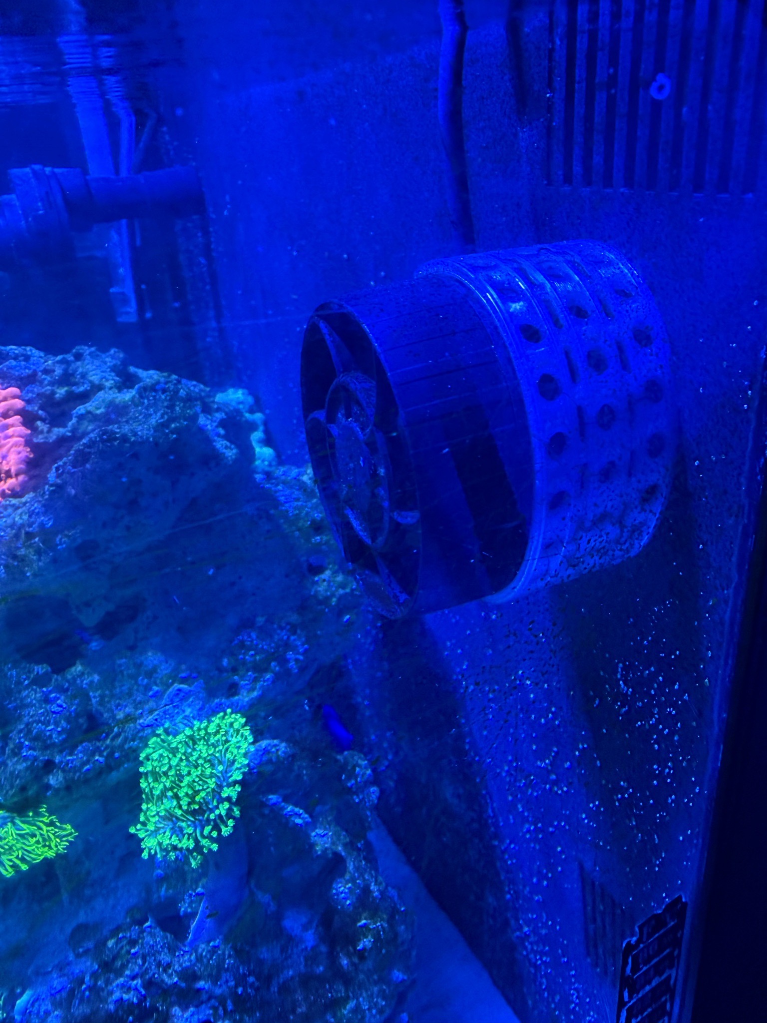 Jebao auto dosing setup with CO wildfire nem and peppermint shrimp - CO wildfire nem, clownfish, peppermint shrimp (photo 5)
