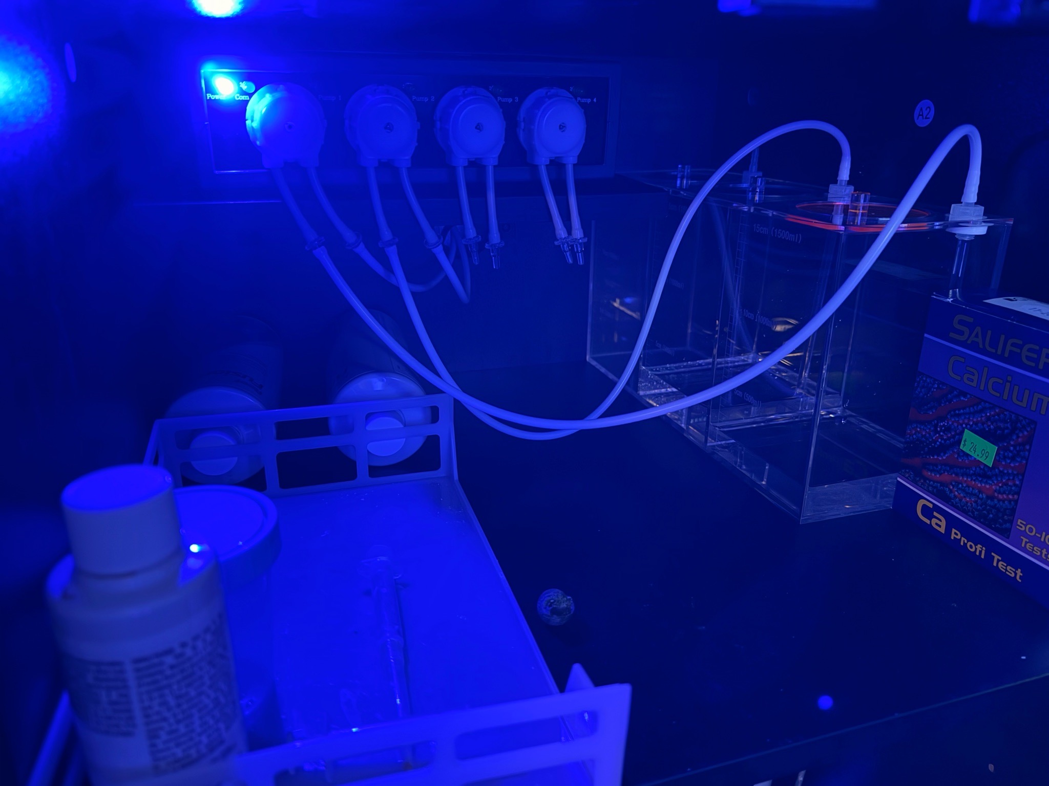 Jebao auto dosing setup with CO wildfire nem and peppermint shrimp - CO wildfire nem, clownfish, peppermint shrimp (photo 3)