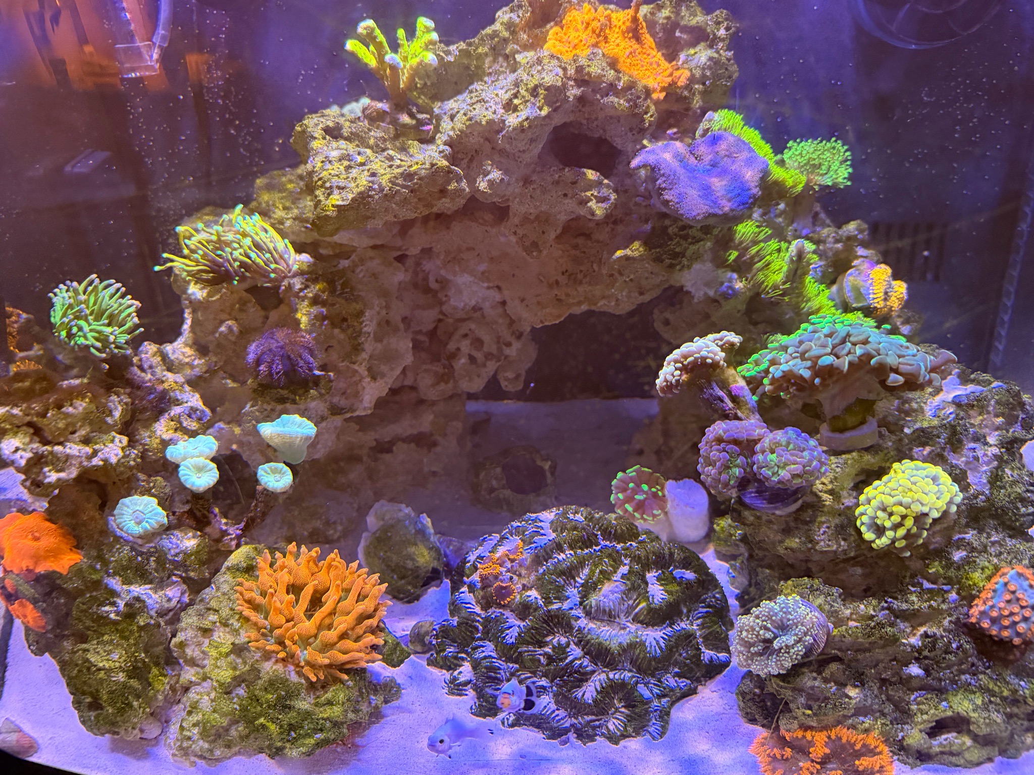Jebao auto dosing setup with CO wildfire nem and peppermint shrimp - CO wildfire nem, clownfish, peppermint shrimp