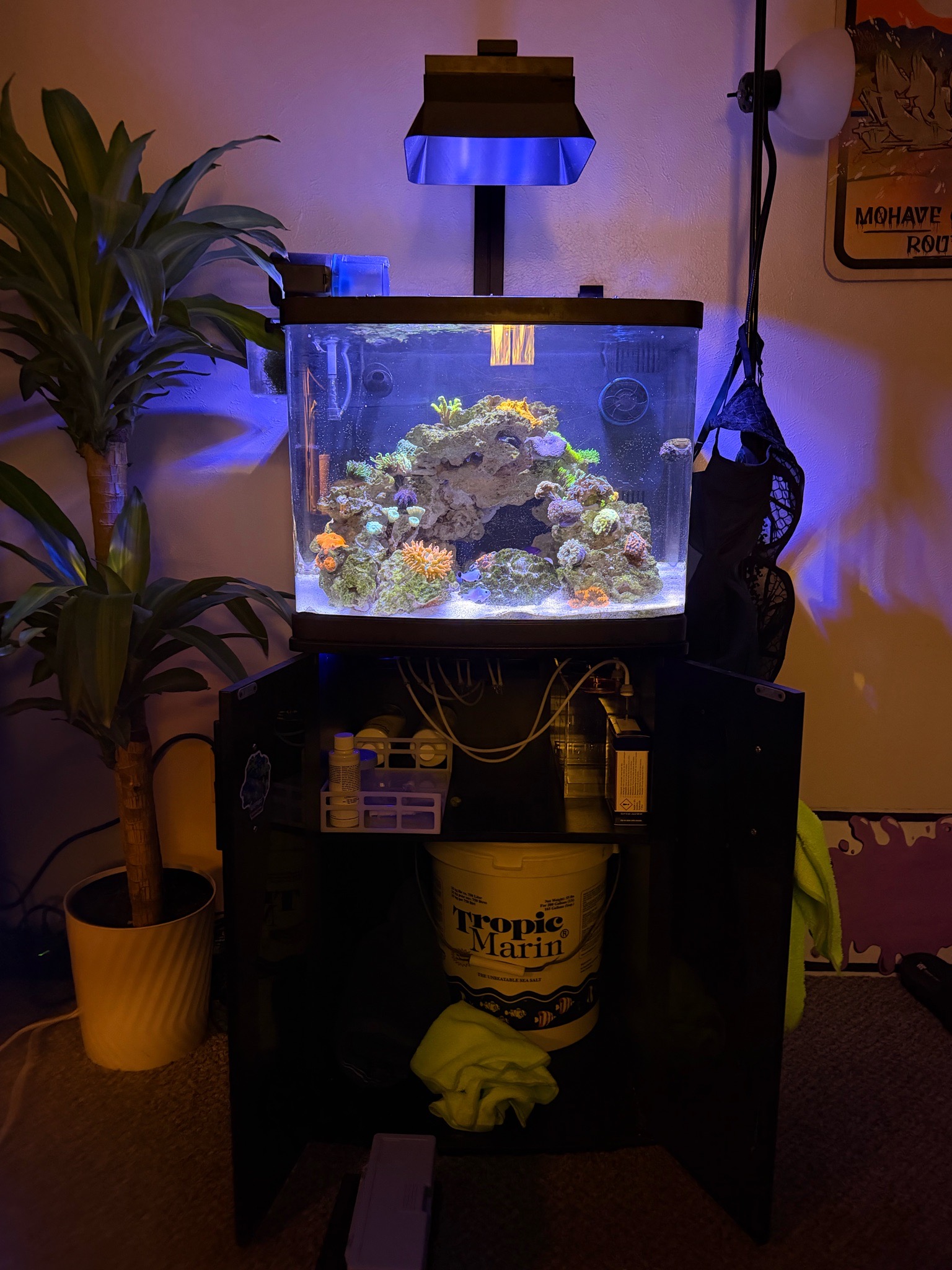 Jebao auto dosing setup with CO wildfire nem and peppermint shrimp - CO wildfire nem, clownfish, peppermint shrimp (photo 2)