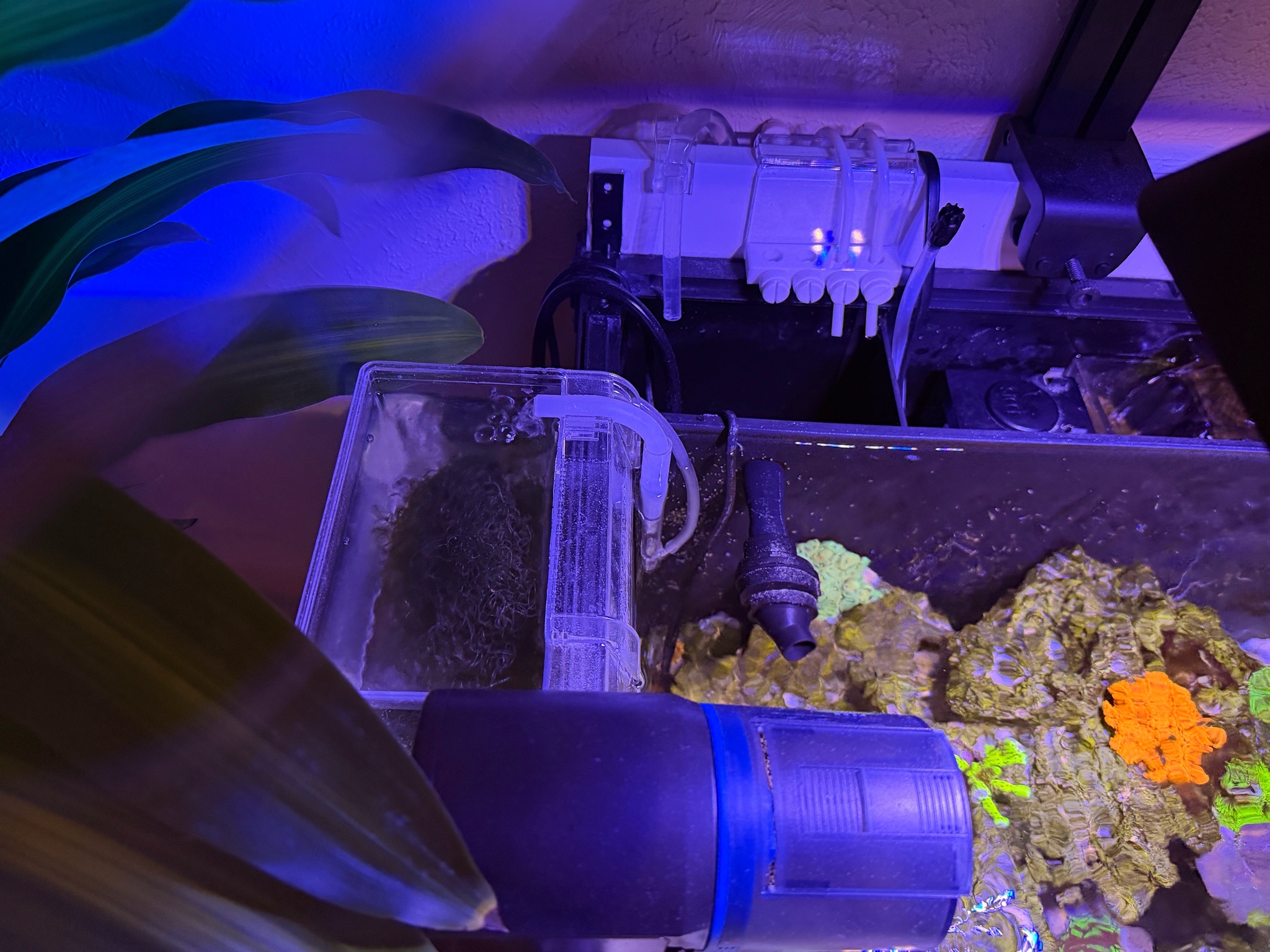Jebao auto dosing setup with CO wildfire nem and peppermint shrimp - CO wildfire nem, clownfish, peppermint shrimp (photo 4)